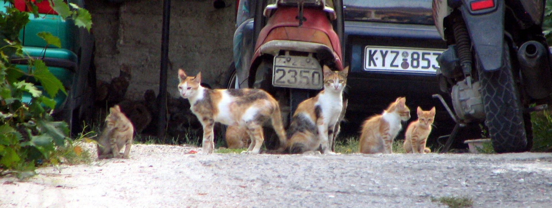 Cats at Moraitika on Corfu