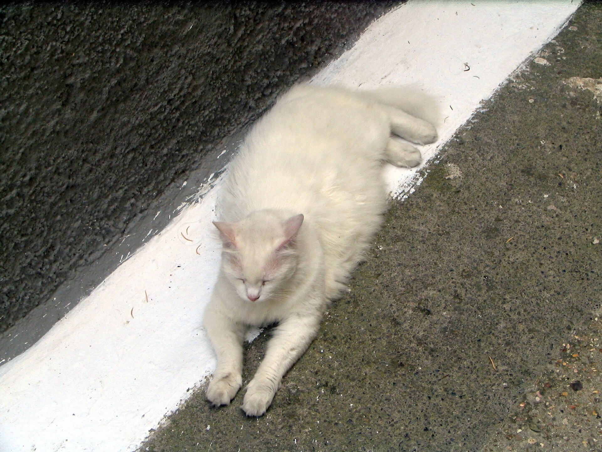 A white cat on Corfu