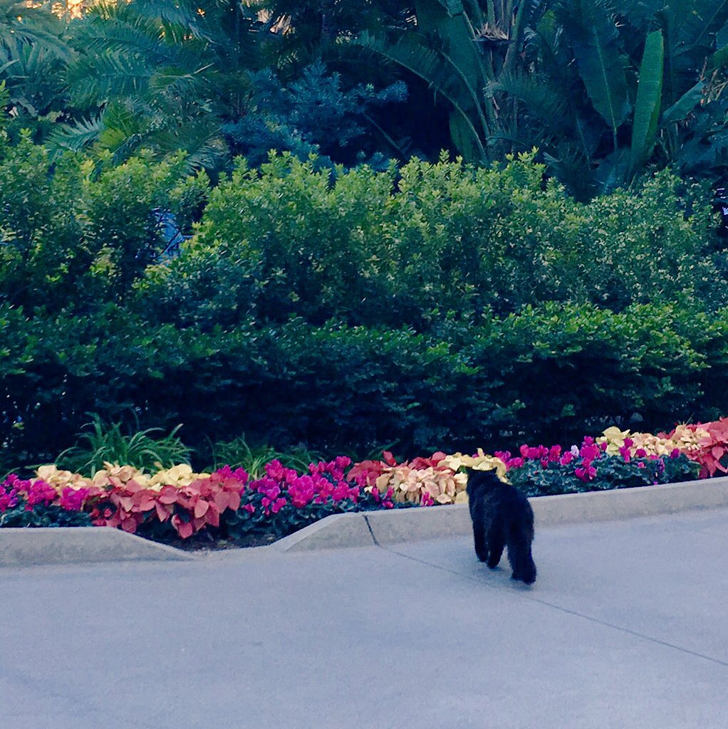 A cat of Disneyland, one of the park’s resident cats