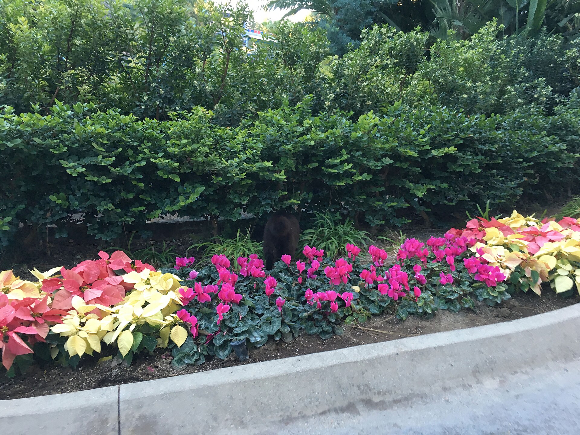 One of the Disneyland cats in the landscaping