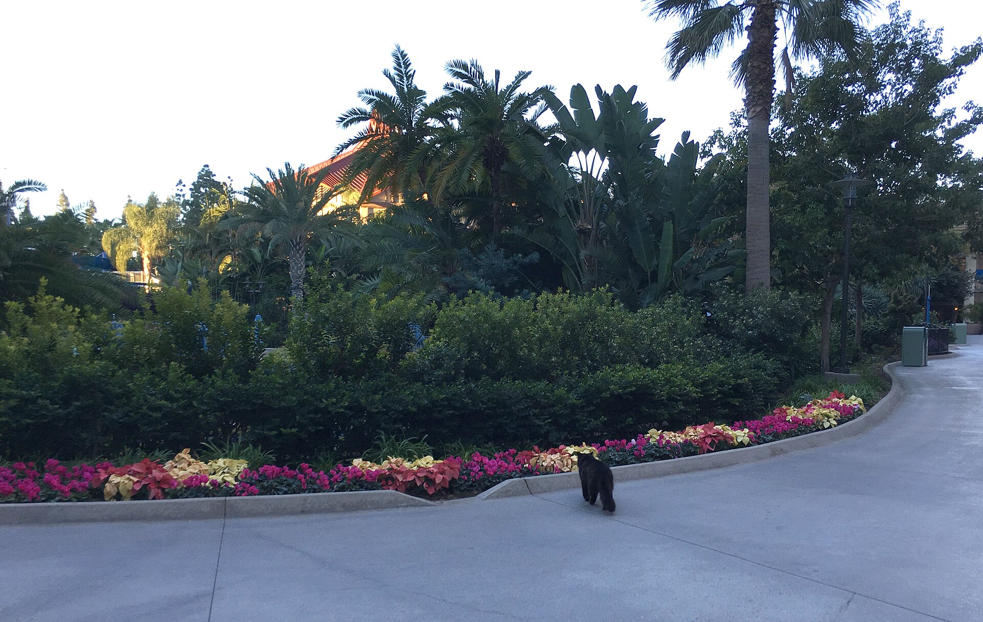 A Disneyland cat photographed in the park
