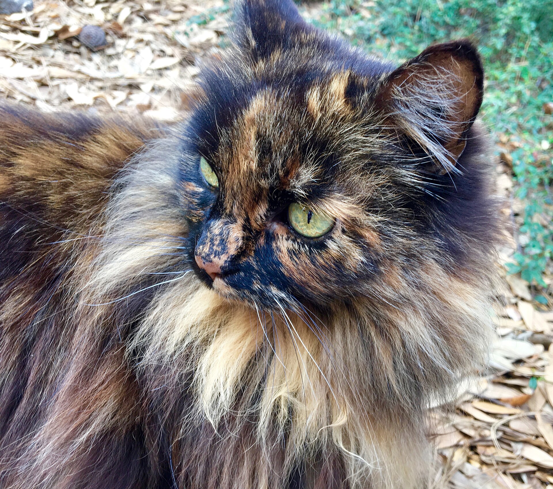 A resident cat at Disneyland, close up