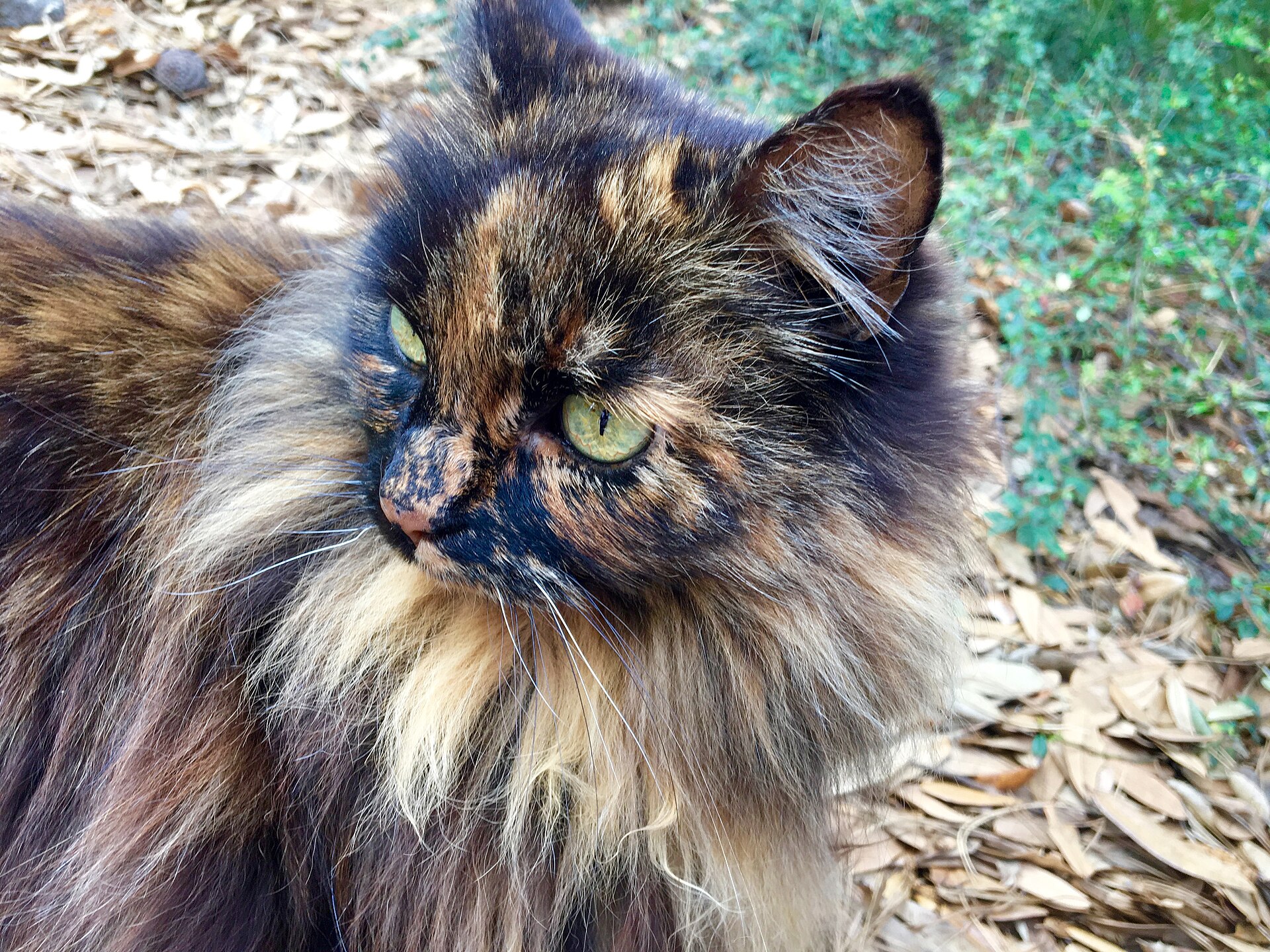 A Disneyland cat in 2016