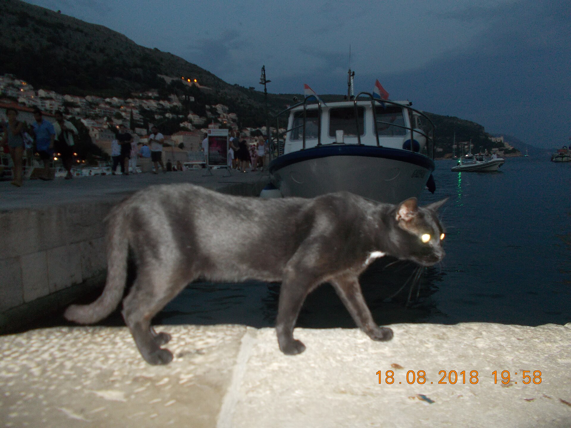 A grey cat walking along the stone quay of Dubrovnik Old Port at dusk, a boat and the town behind