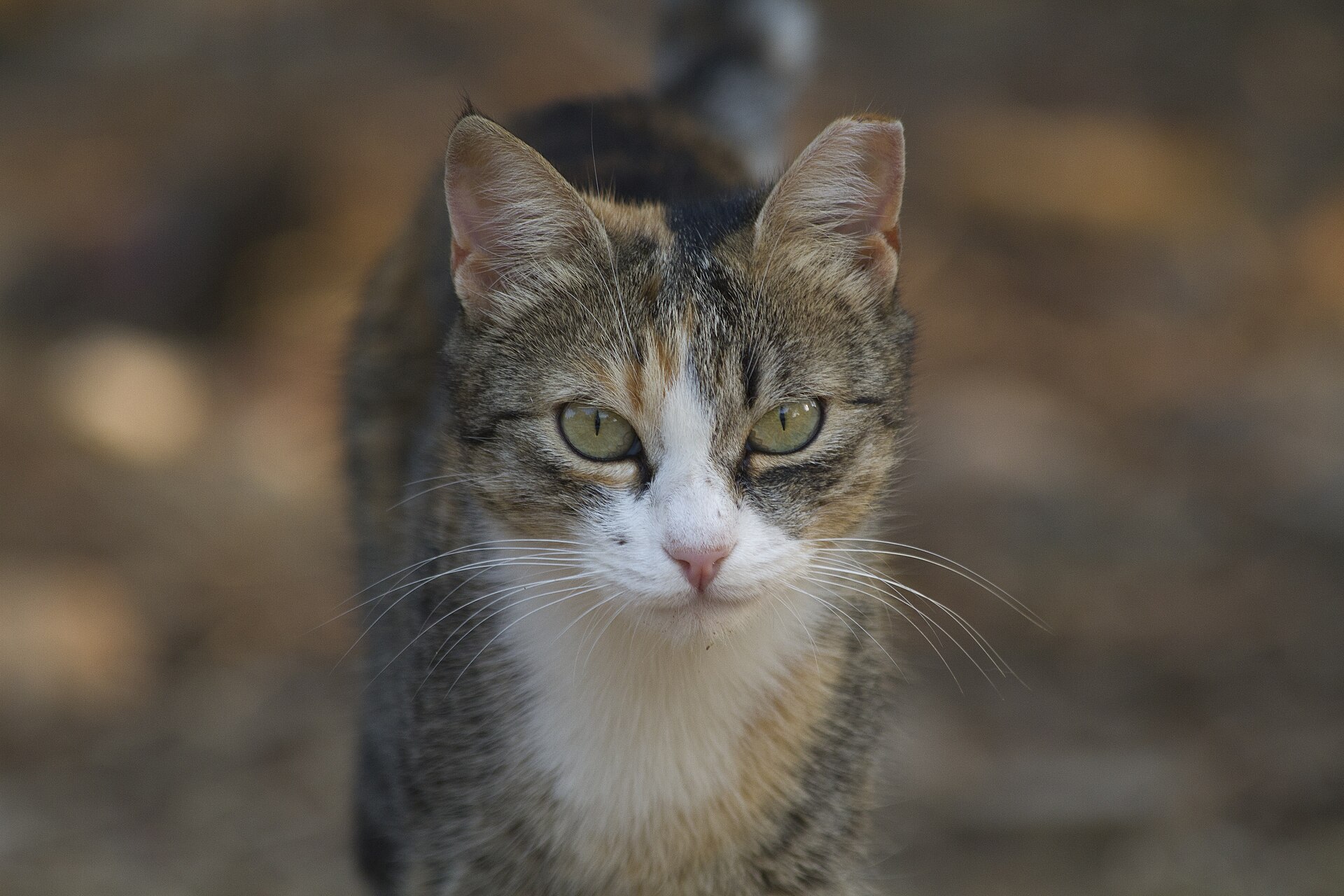 A cat in a stone lane of Dubrovnik old town