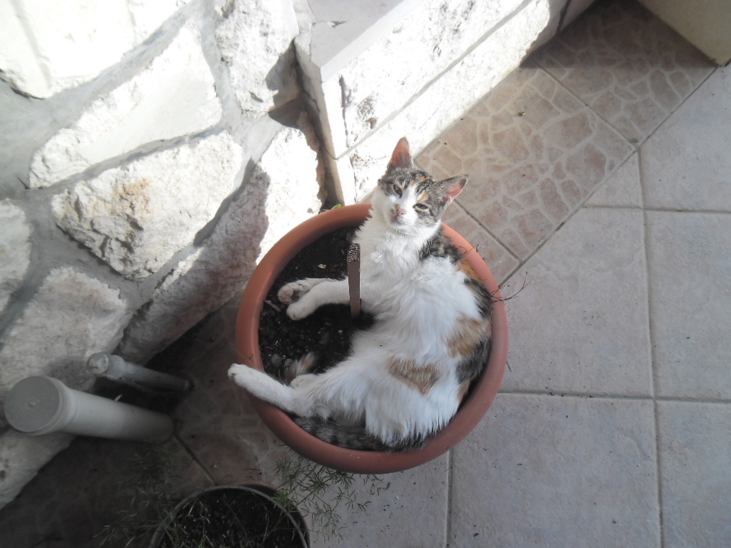 A cat resting in Dubrovnik, Croatia