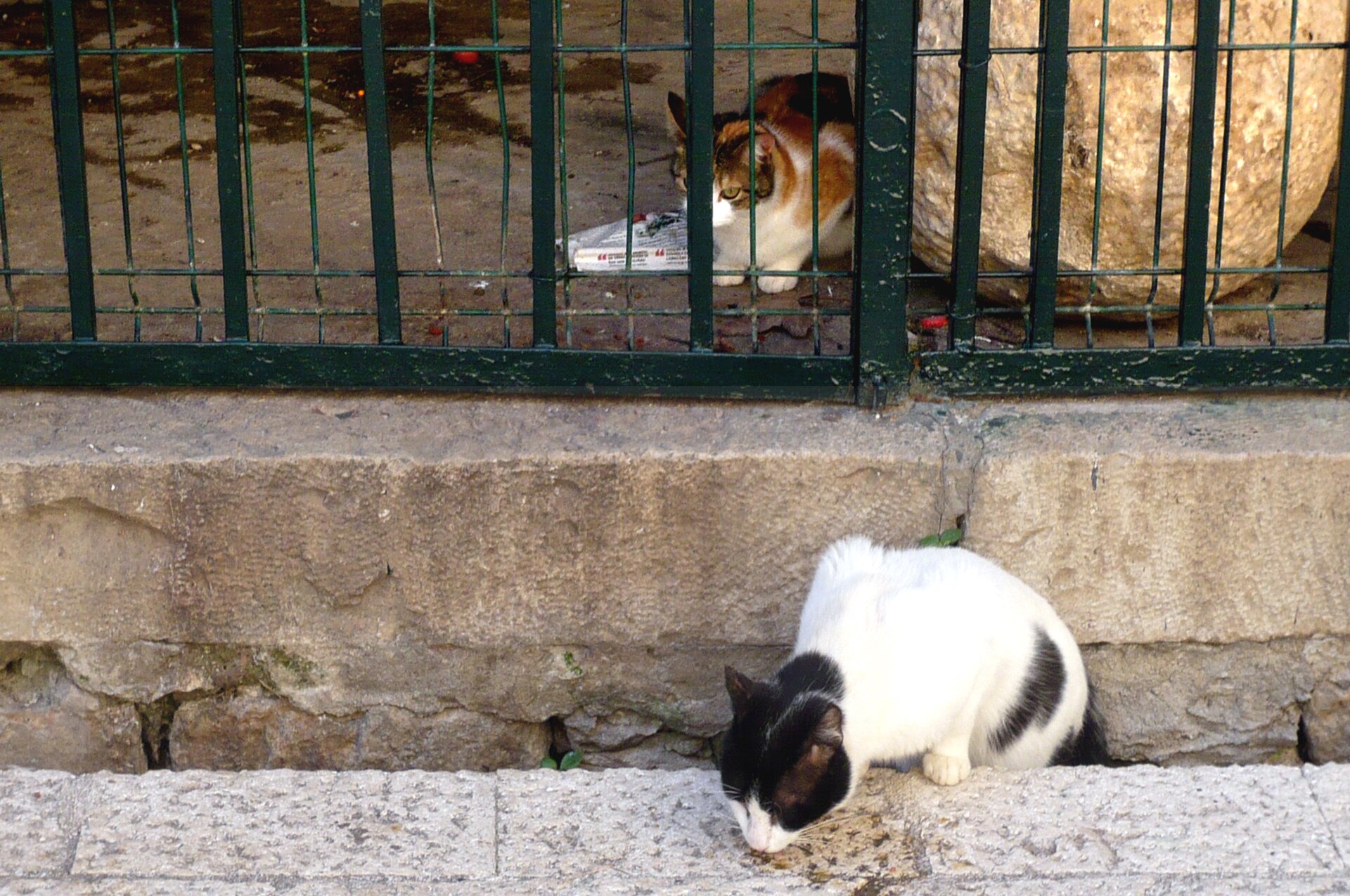 A cat on the paving of a Dubrovnik street