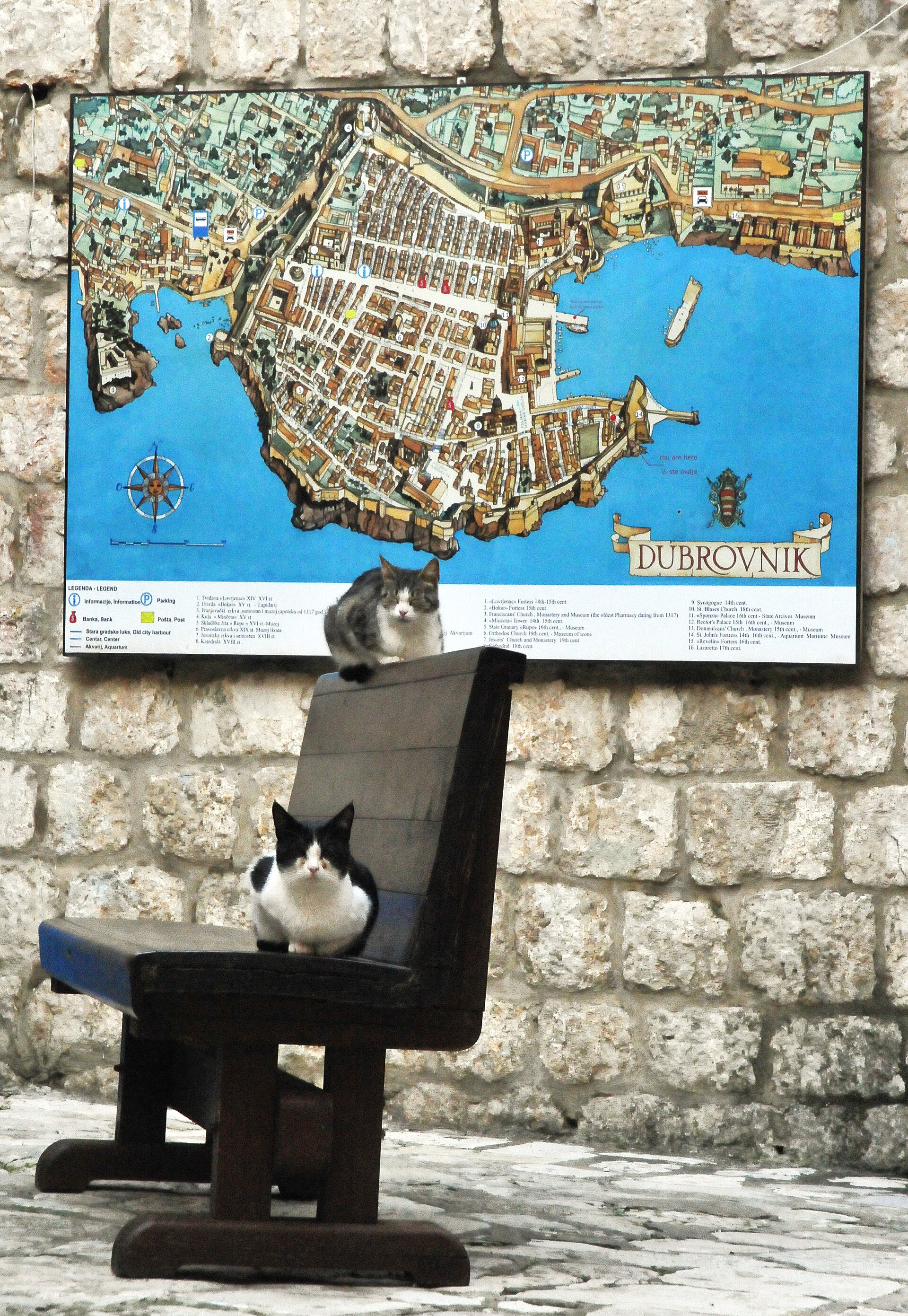 Cats in Dubrovnik old town