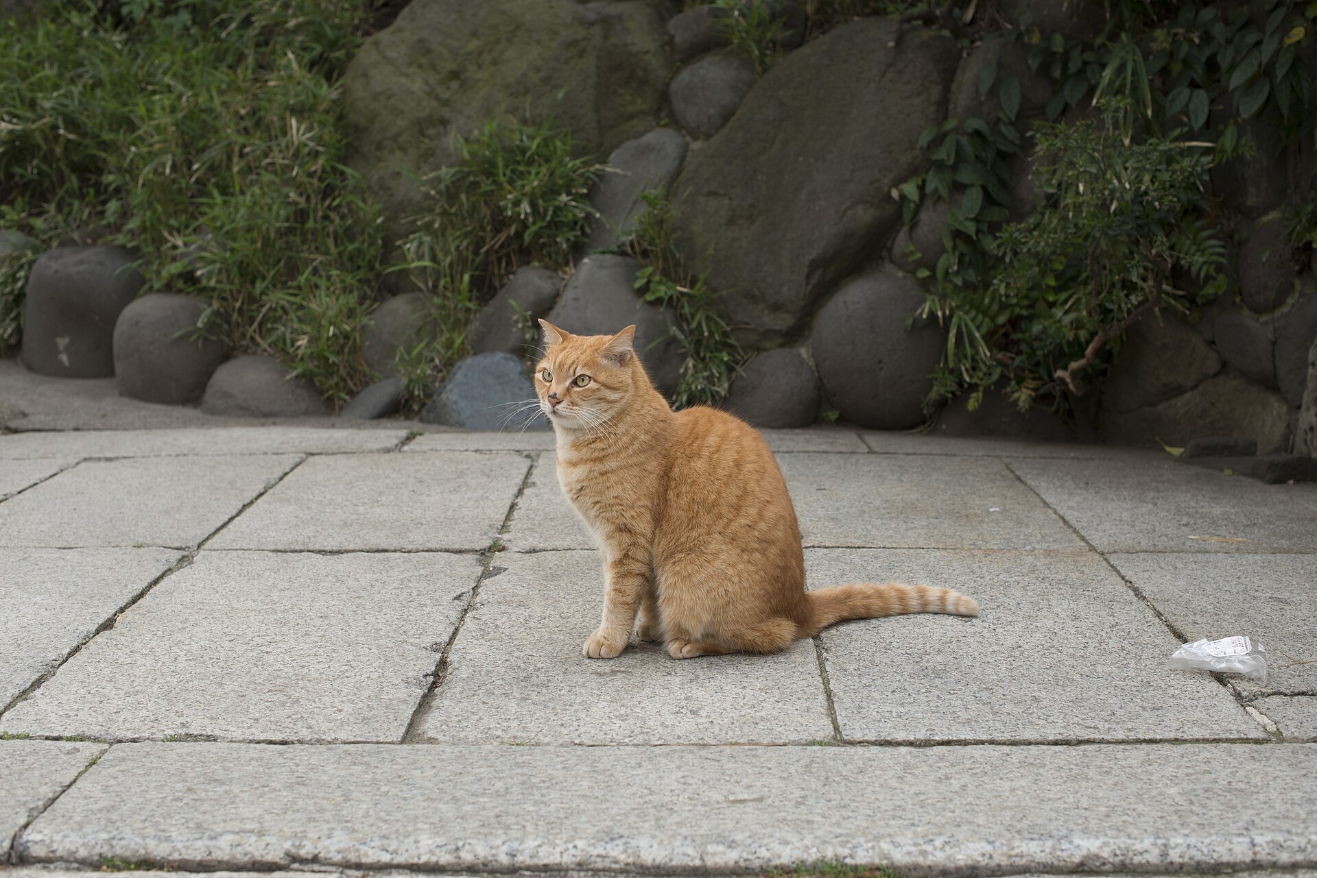 A big ginger cat in a street on Enoshima