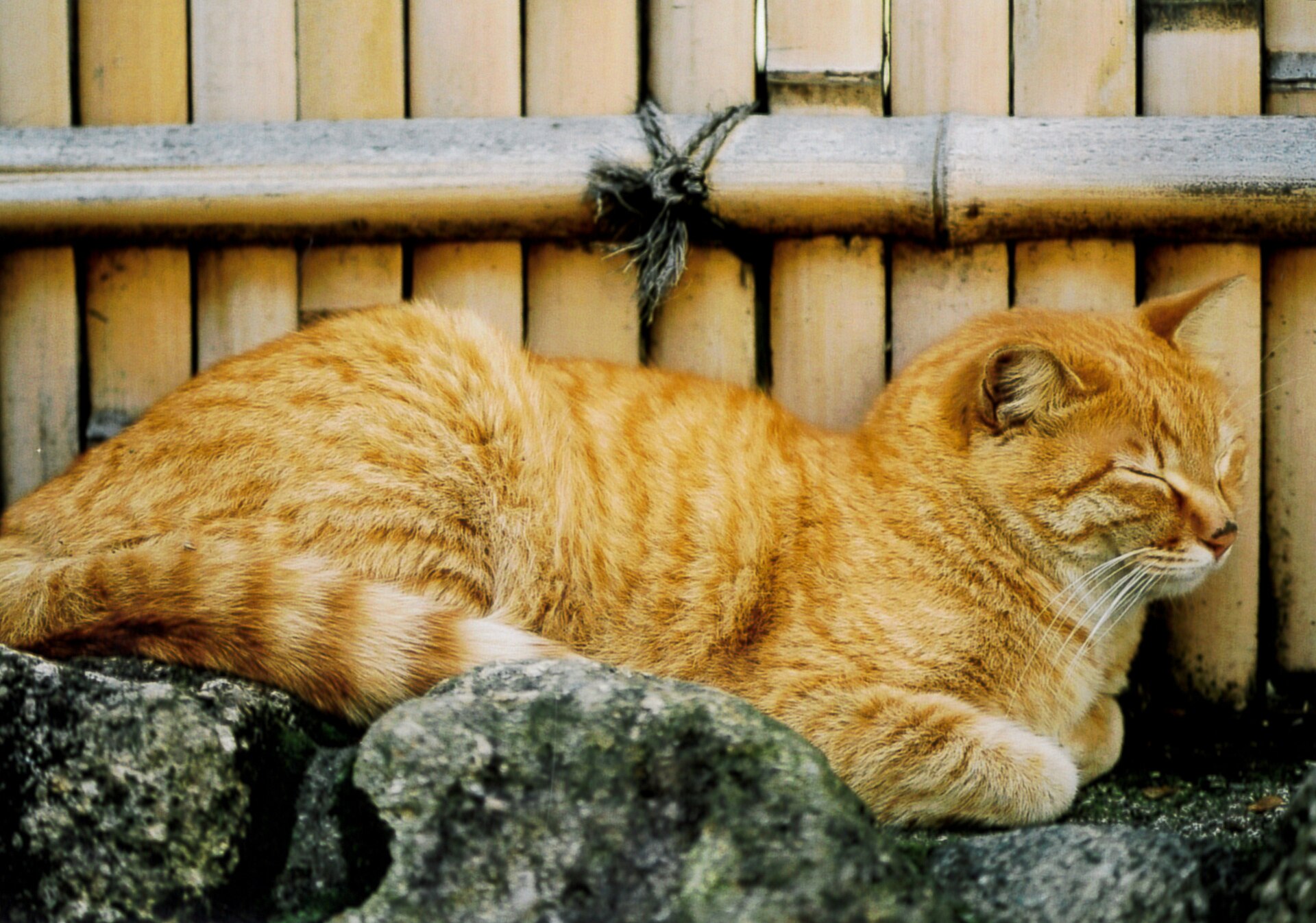 A cat on Enoshima island in 2005