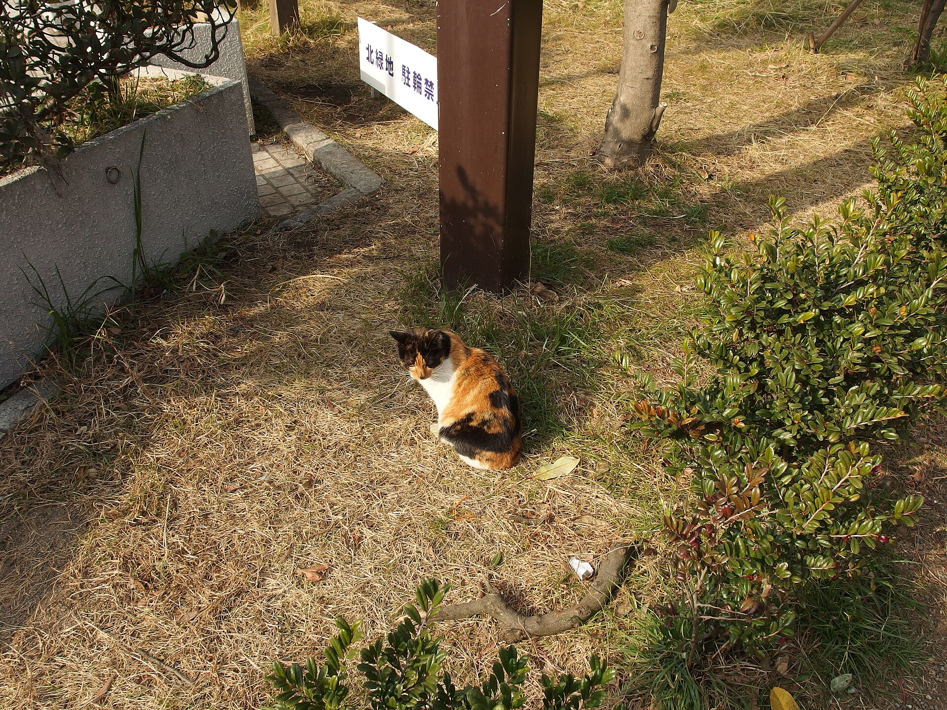 A cat on Enoshima island