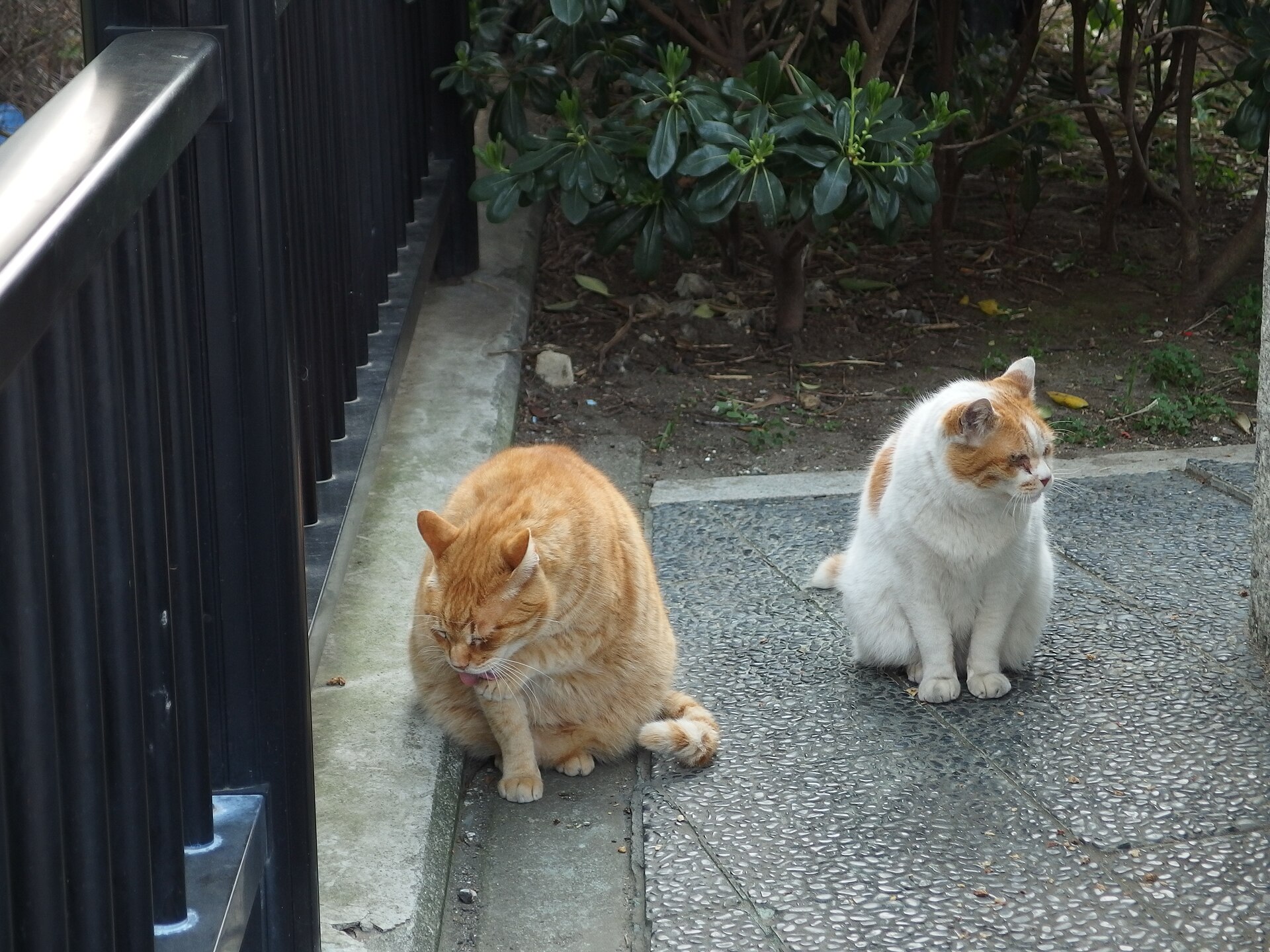 A cat resting on Enoshima