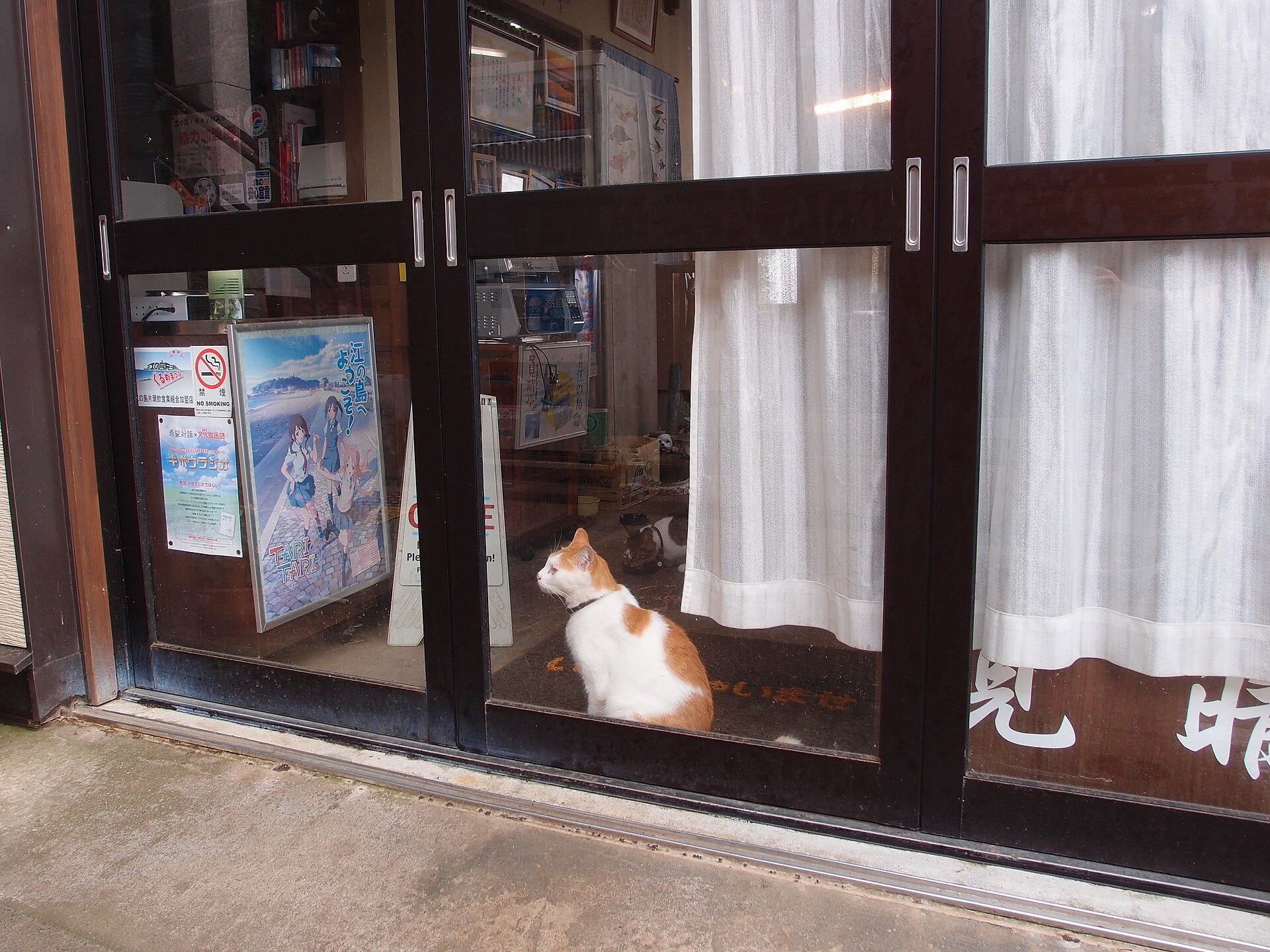 A cat on the paths of Enoshima