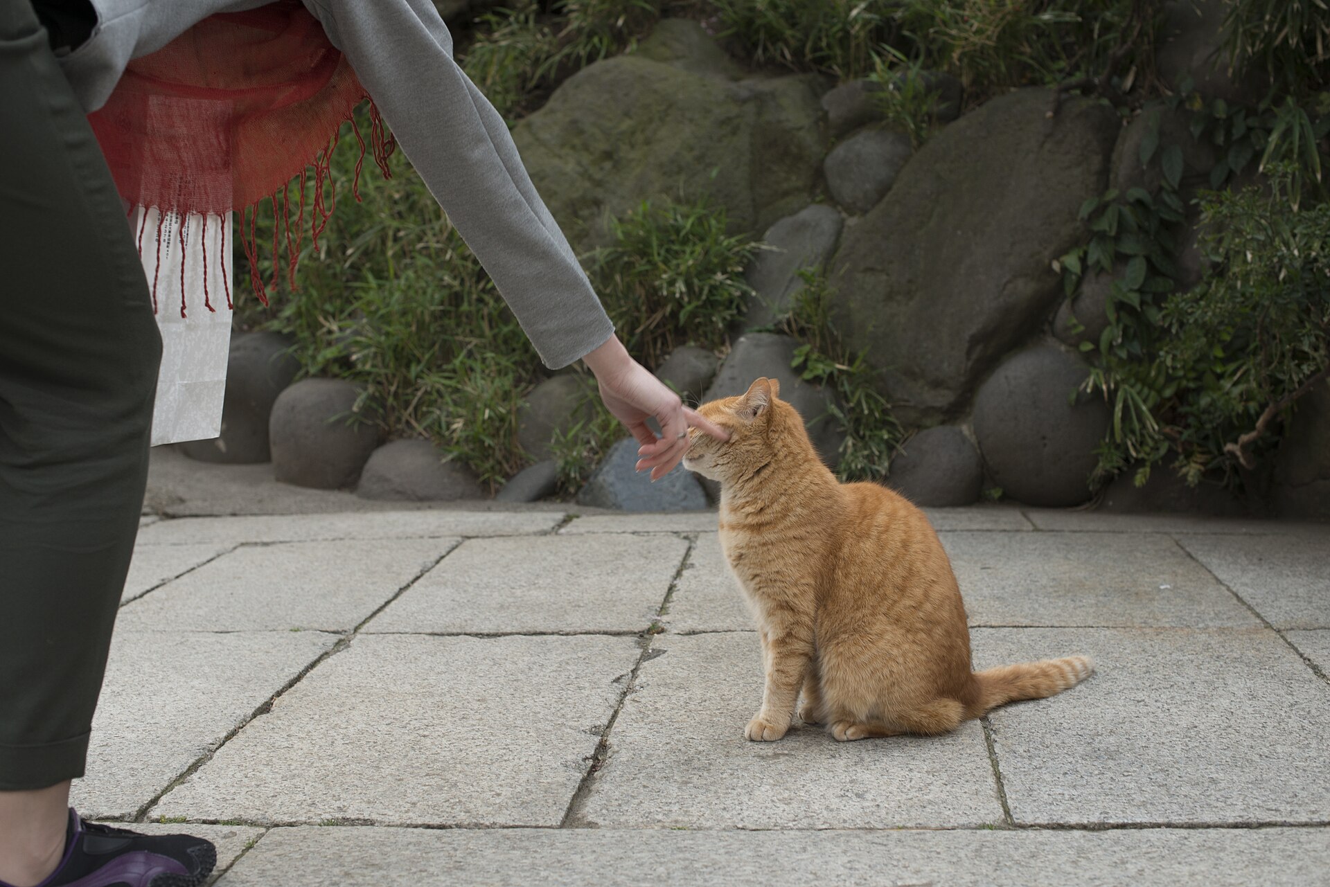 Somebody stroking the ginger cat of Enoshima