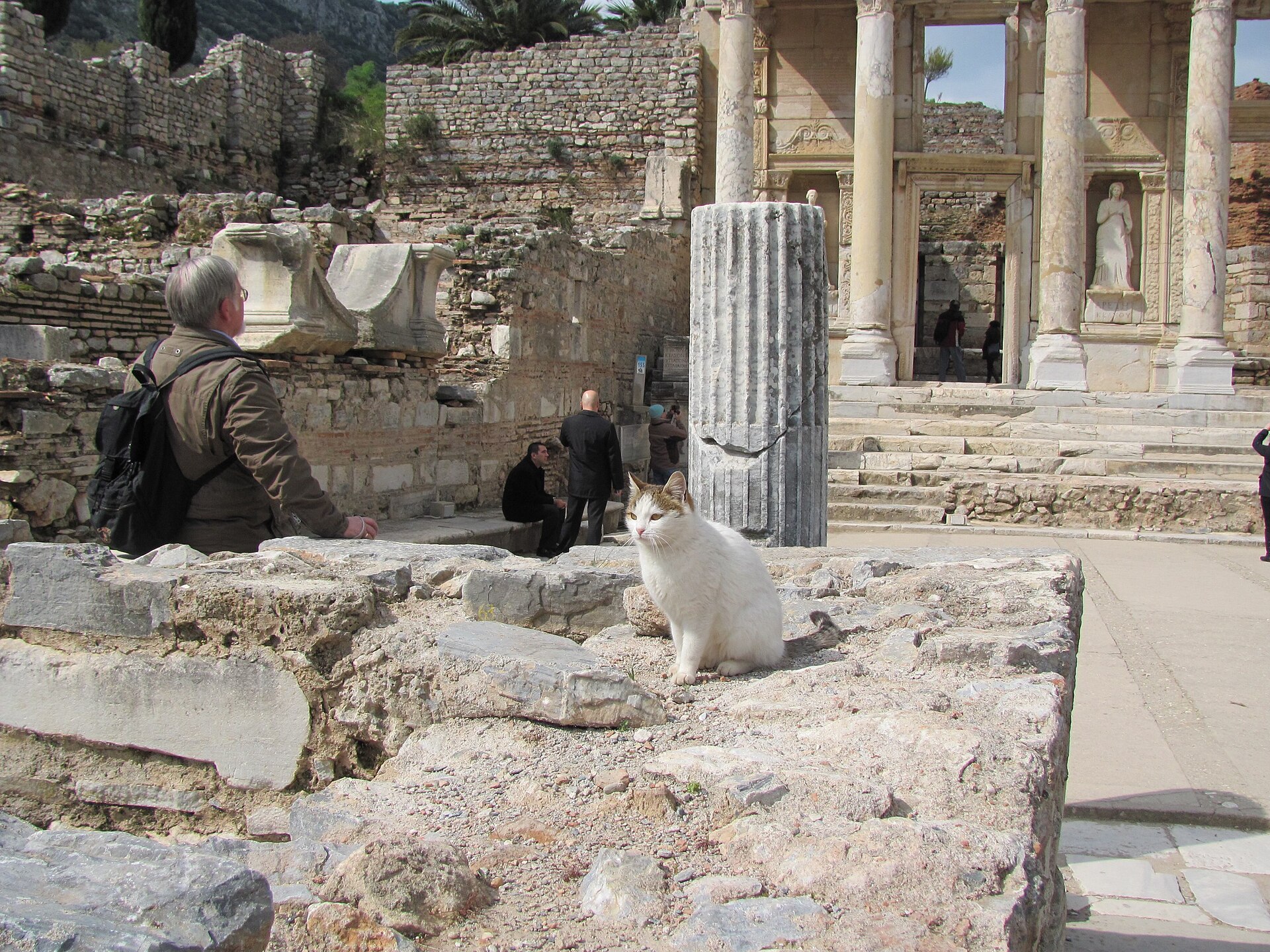 A cat at Ephesus, Turkey
