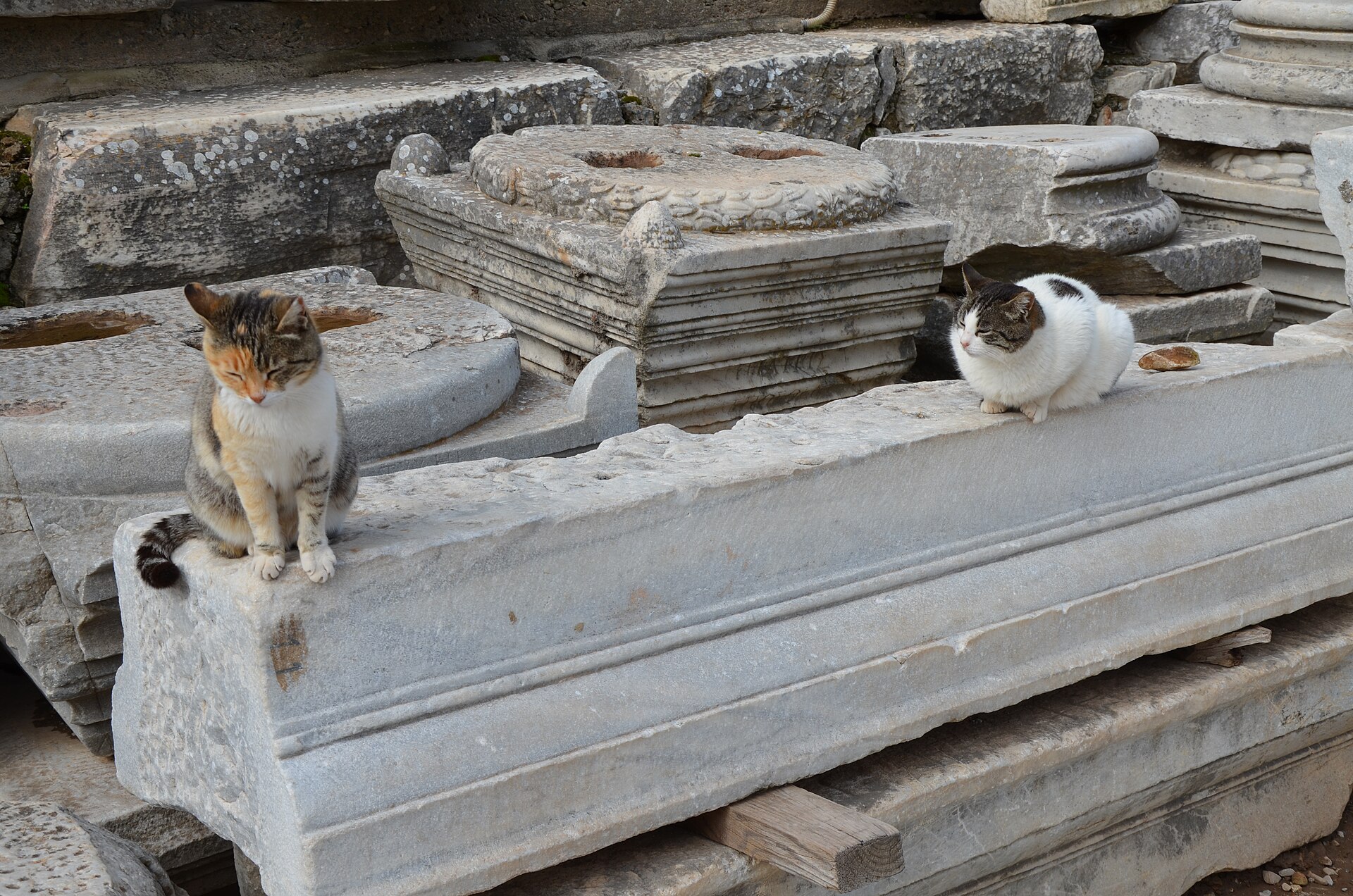 A cat among the ruins of Ephesus