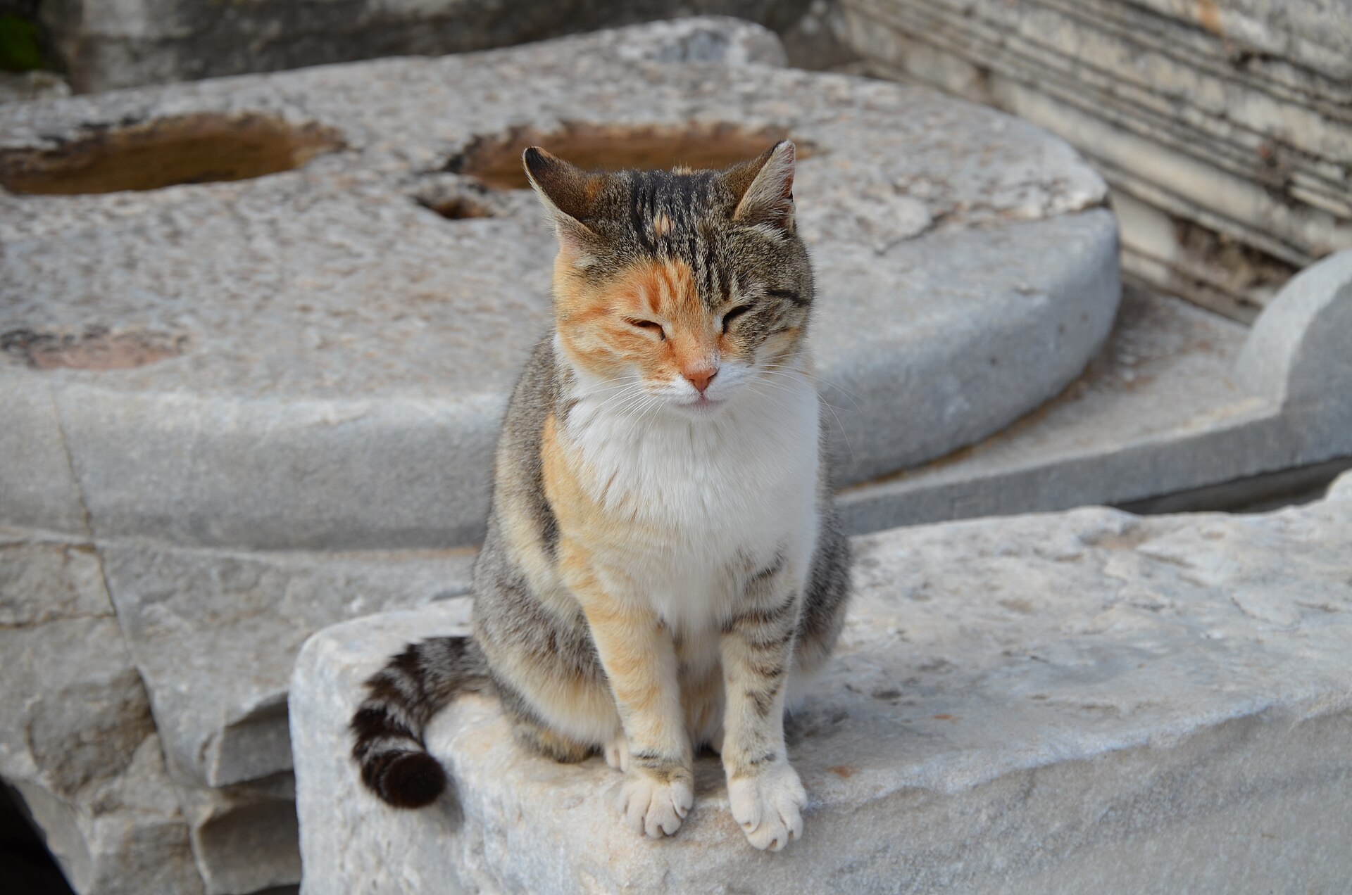 A cat among the ruins at Ephesus