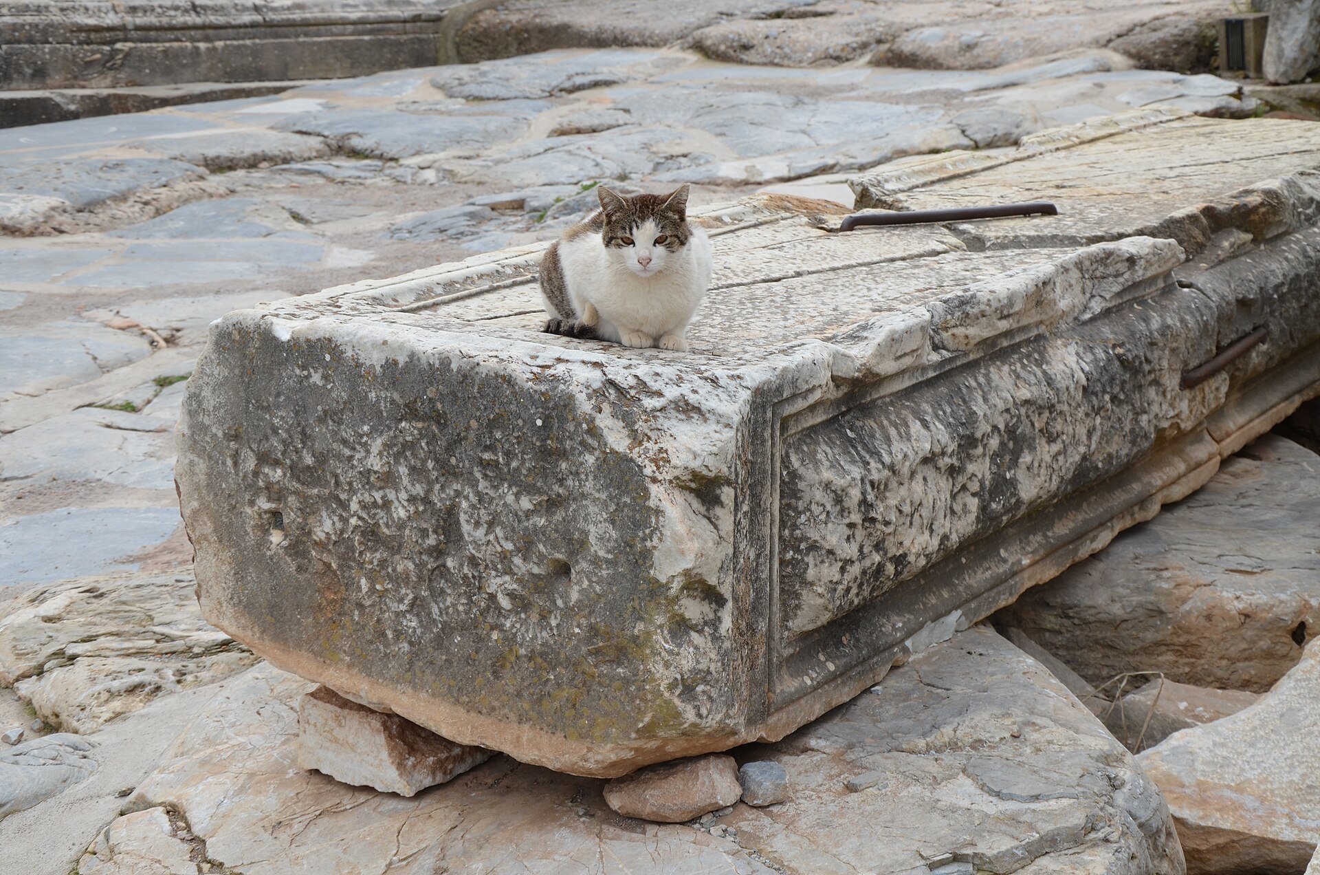 A cat in the ruins of Ephesus