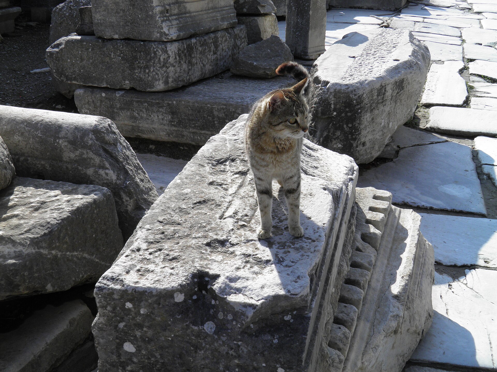 A cat among the ruins of Ephesus, Turkey