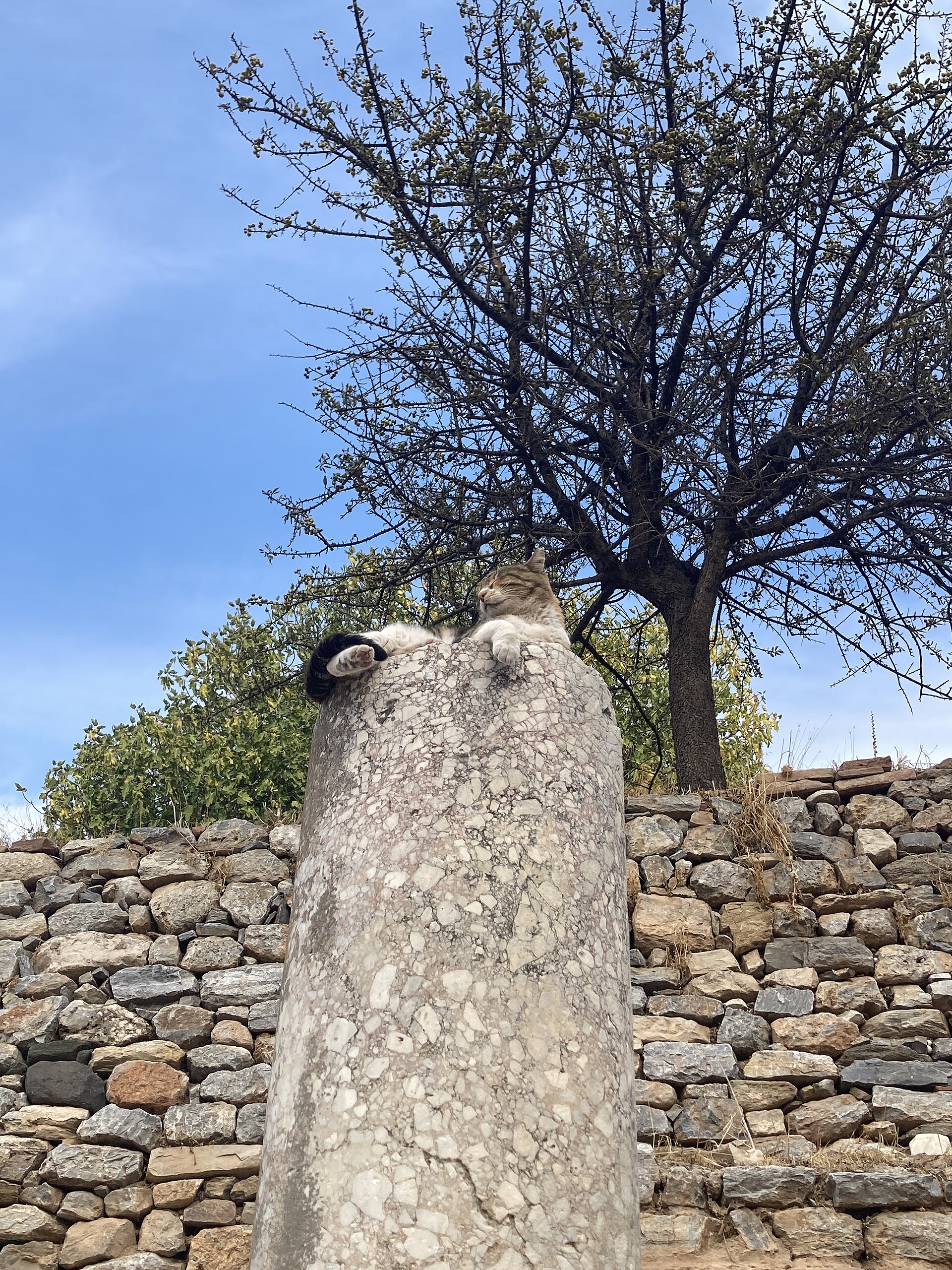 A cat sitting on top of a fallen column at Ephesus