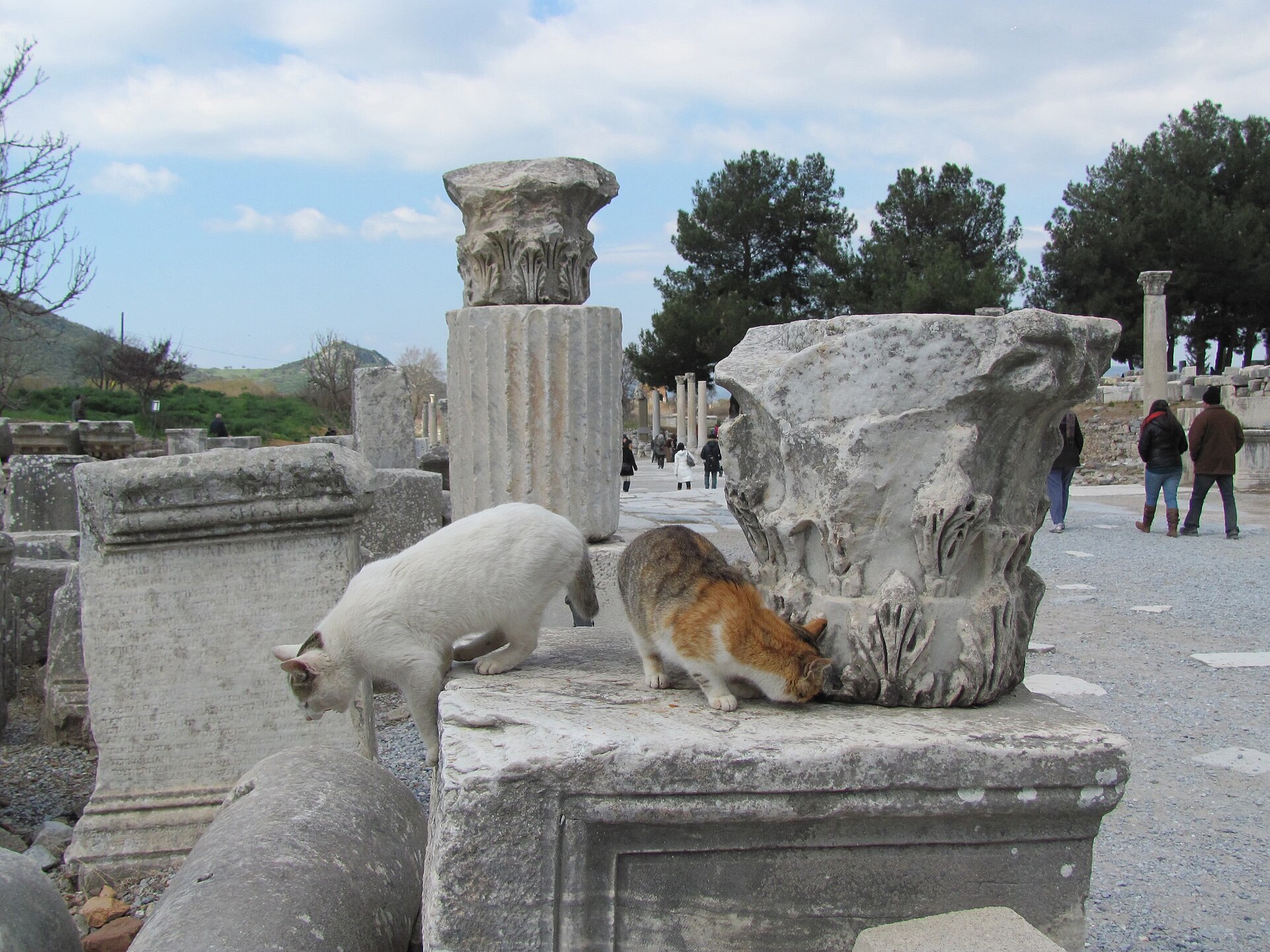 Cats among the ruins at Ephesus