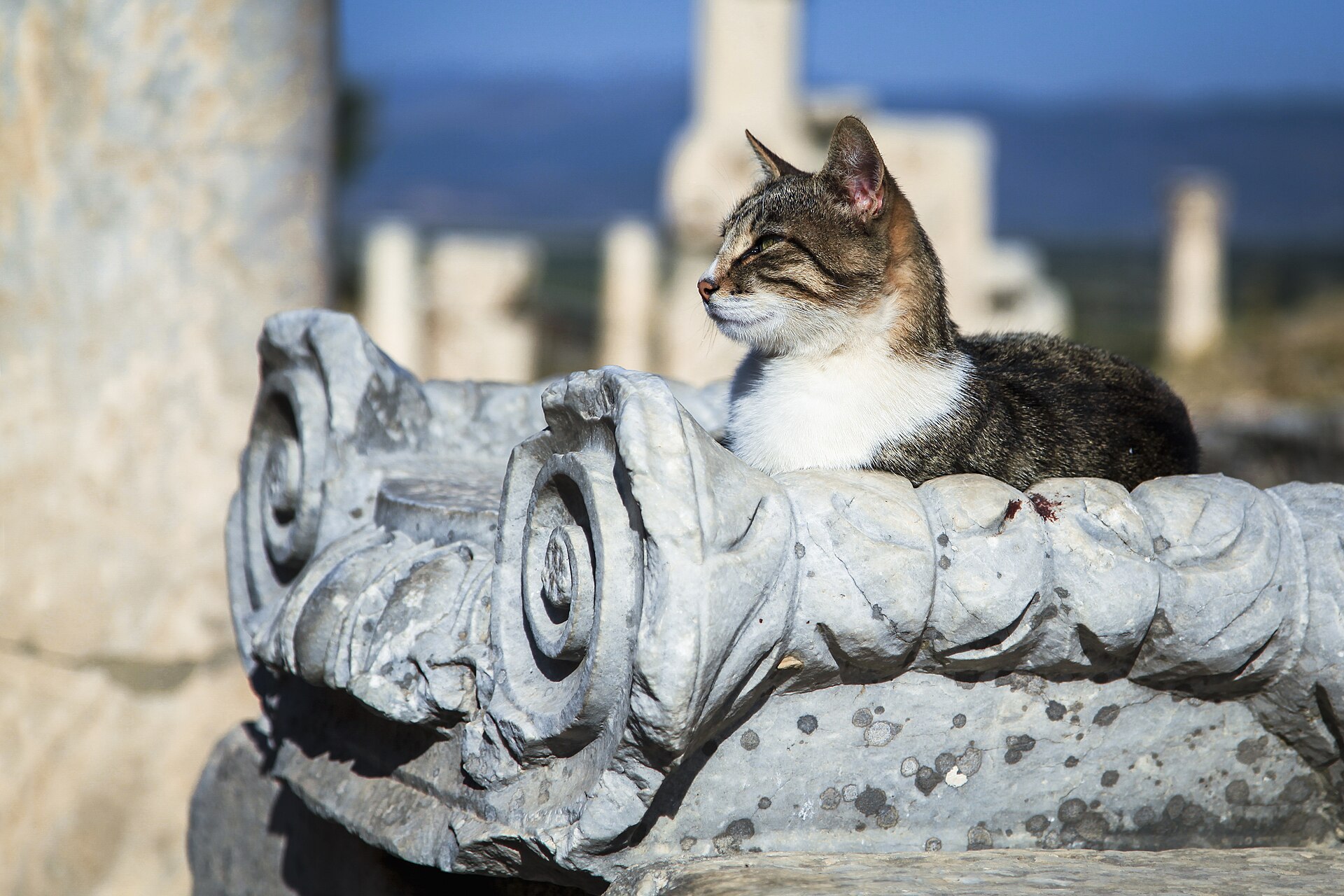 A cat at Ephesus observing the ruins around it