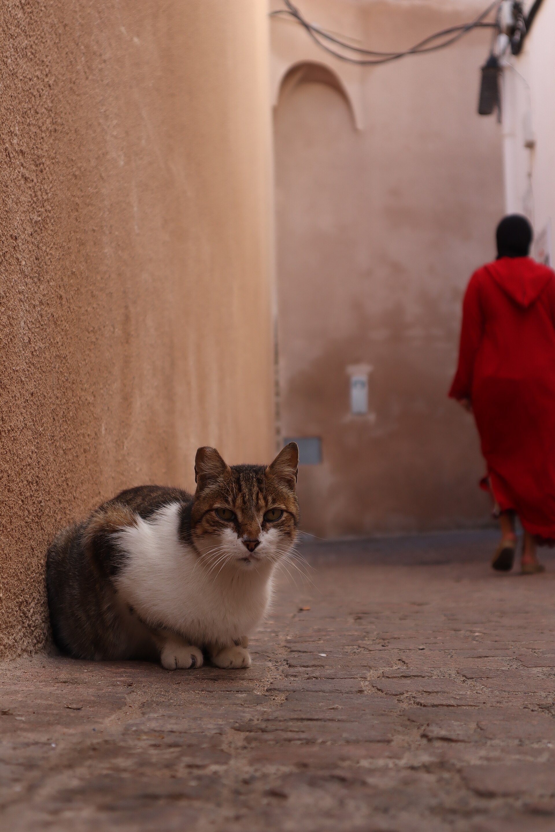 A cat in Essaouira, Morocco