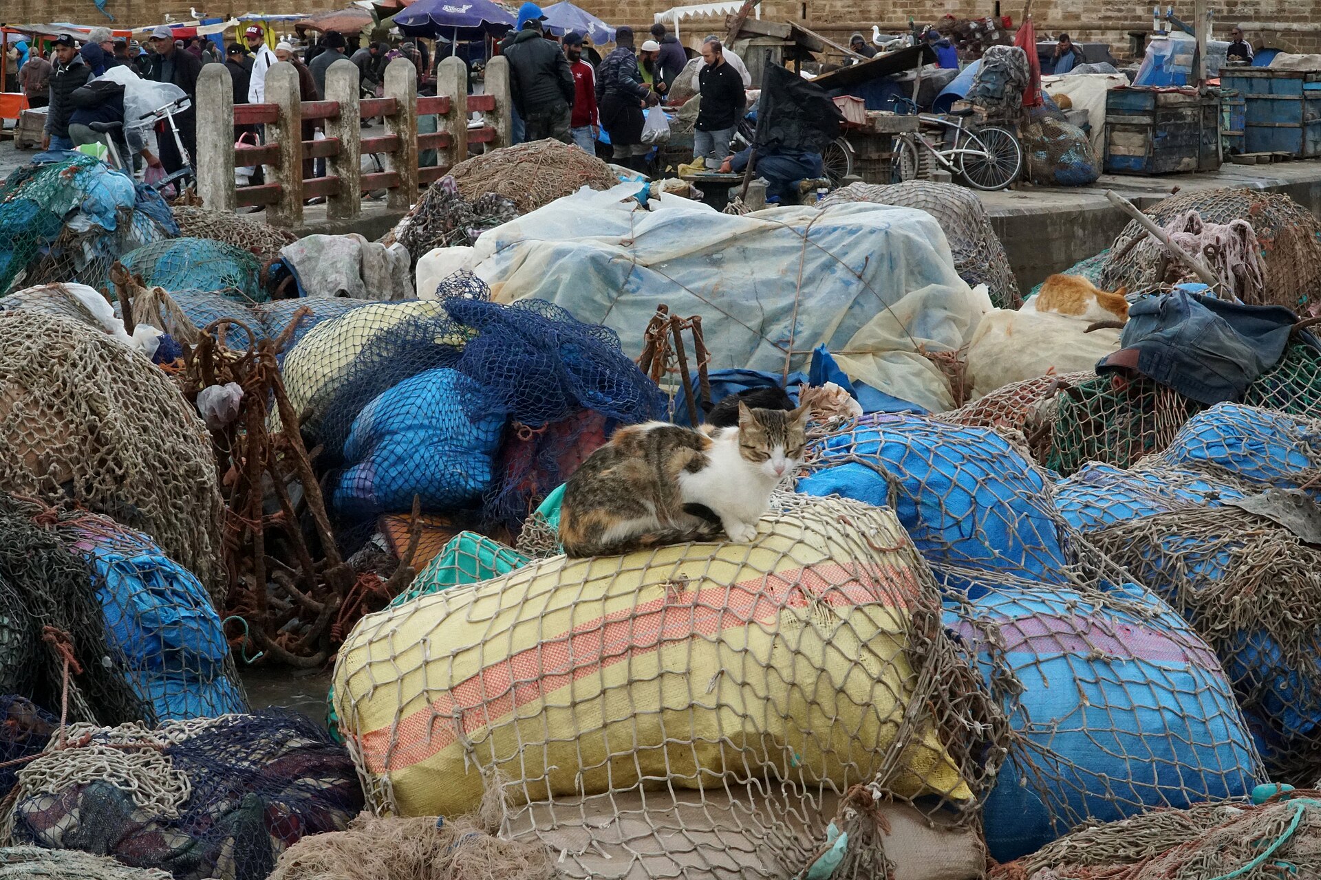 Cats at the fishing port of Essaouira