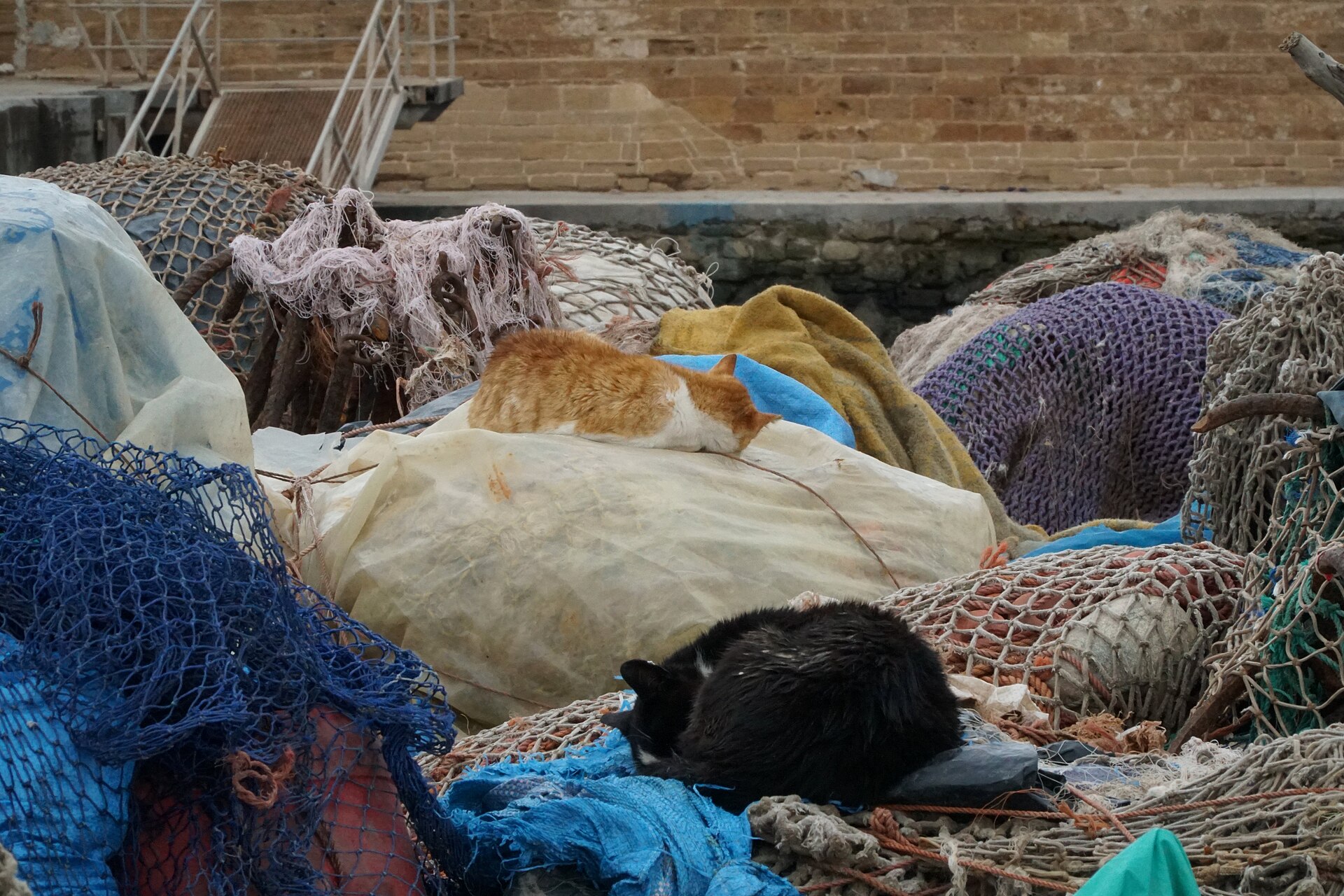 Cats gathered at the port in Essaouira, waiting by the boats