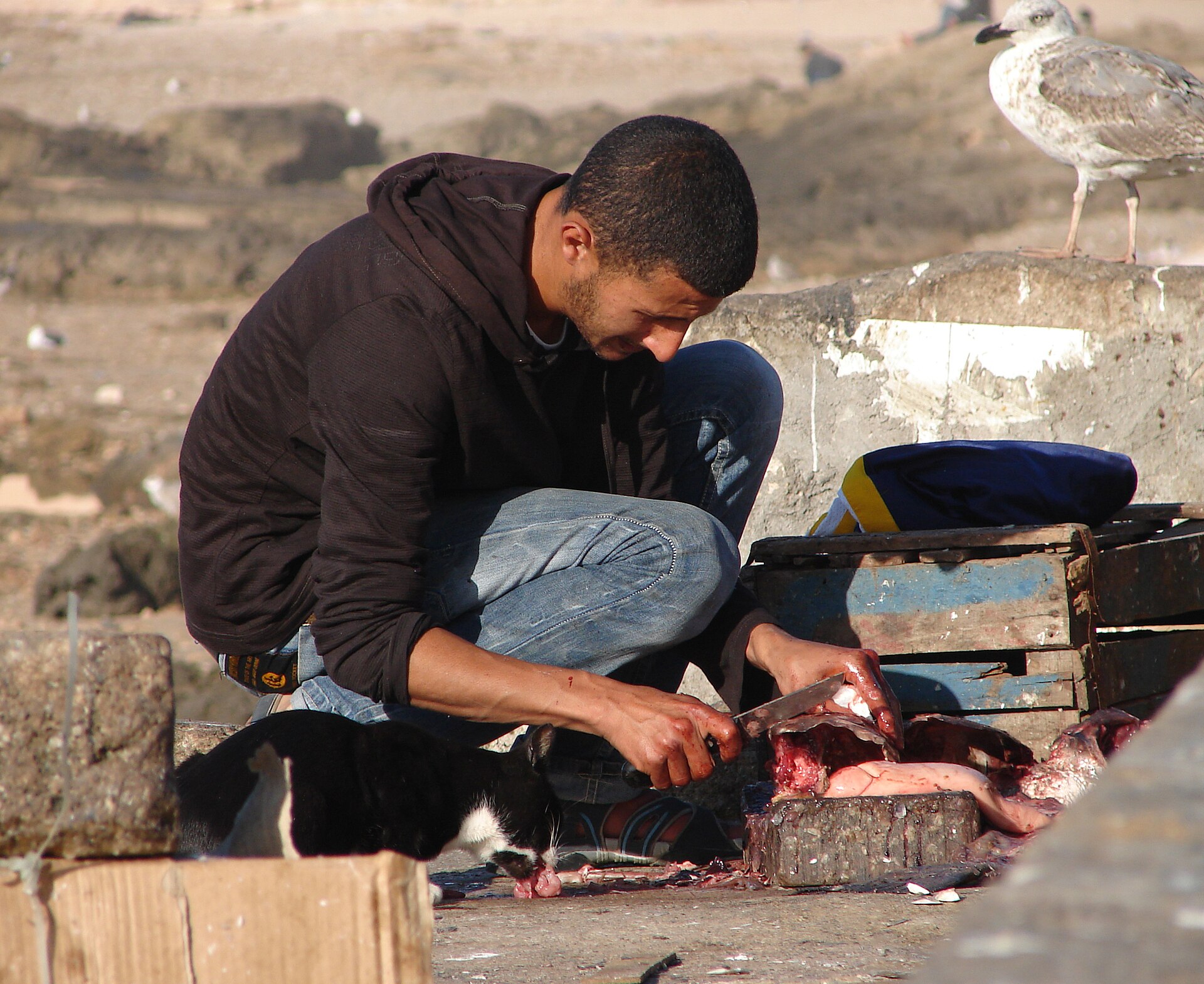 Somebody feeding a cat in Essaouira