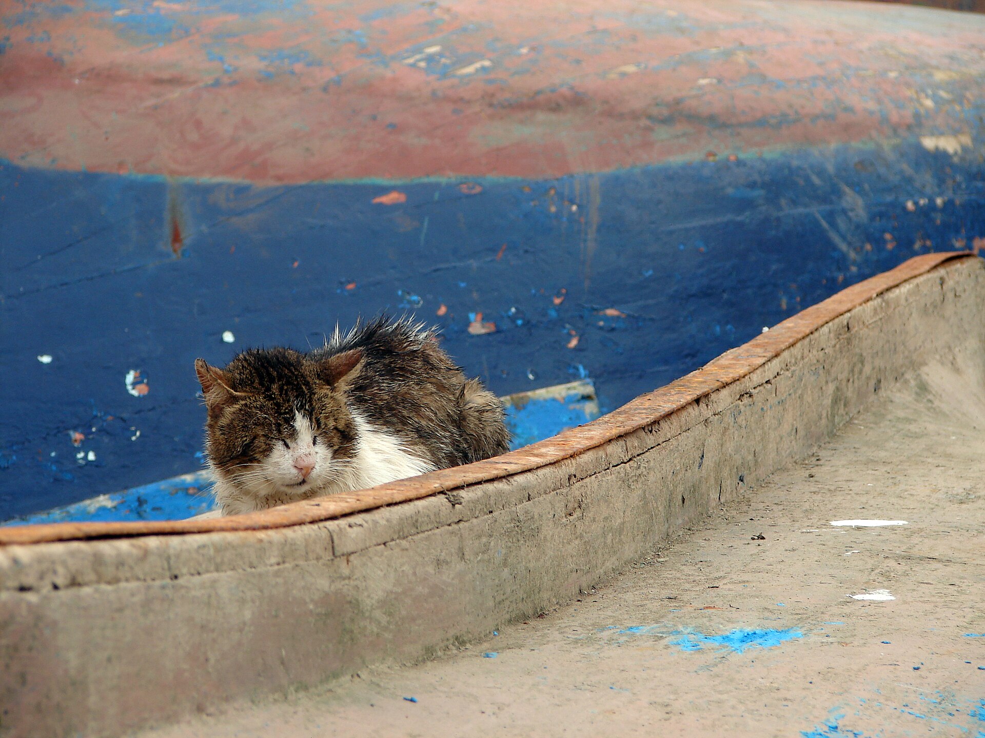 A cat lying on an upturned blue boat in Essaouira