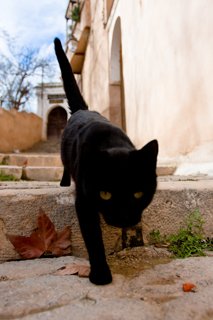 A black cat walking down stone steps in a lane in Fez