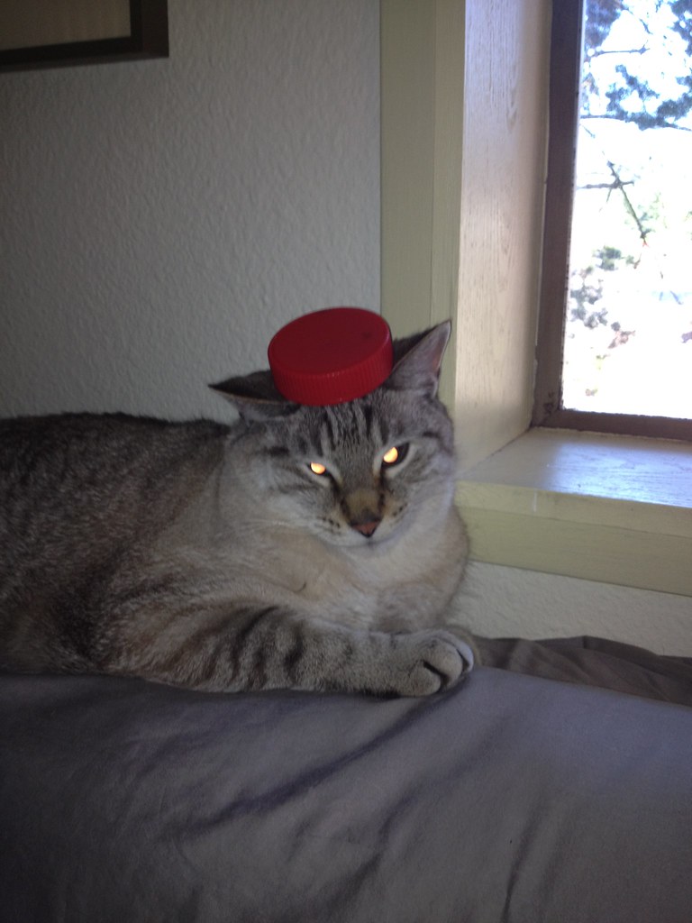 A cat in the Fez medina