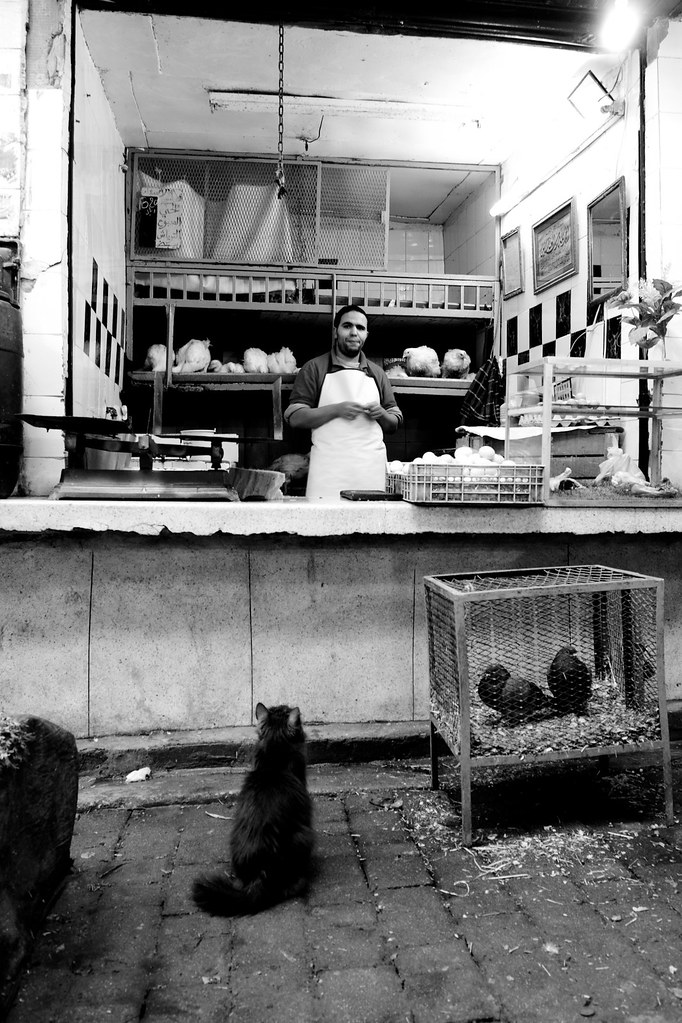 A cat sitting in front of a butcher’s stall in the Fez medina