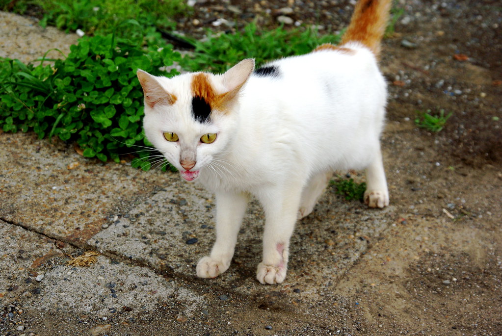 A street cat in Fort Kochi