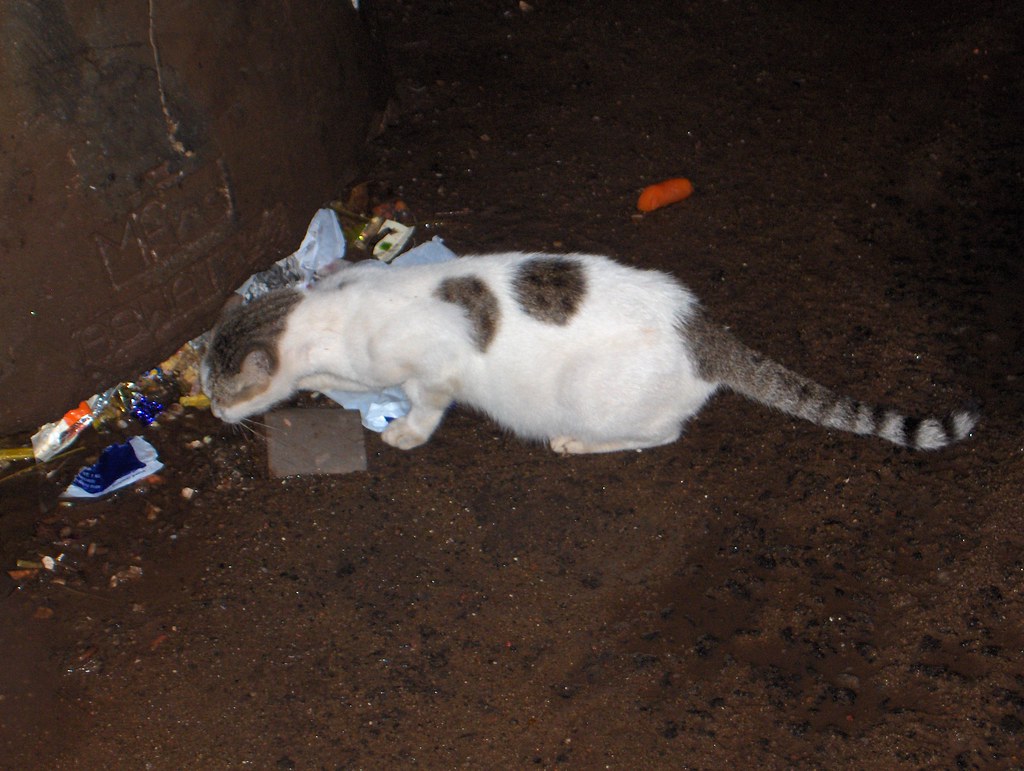 A cat in Kochi, Kerala