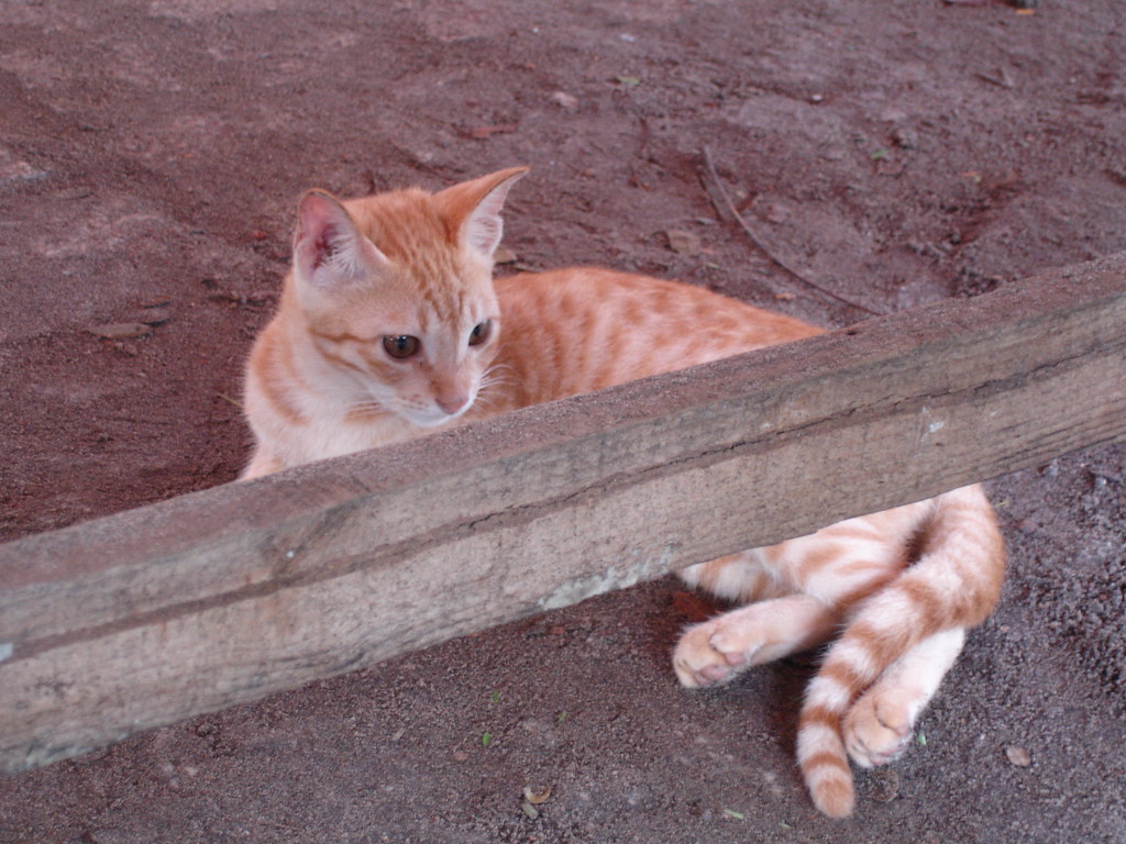 A kitten at a you-buy-we-cook fish stand in Fort Kochi