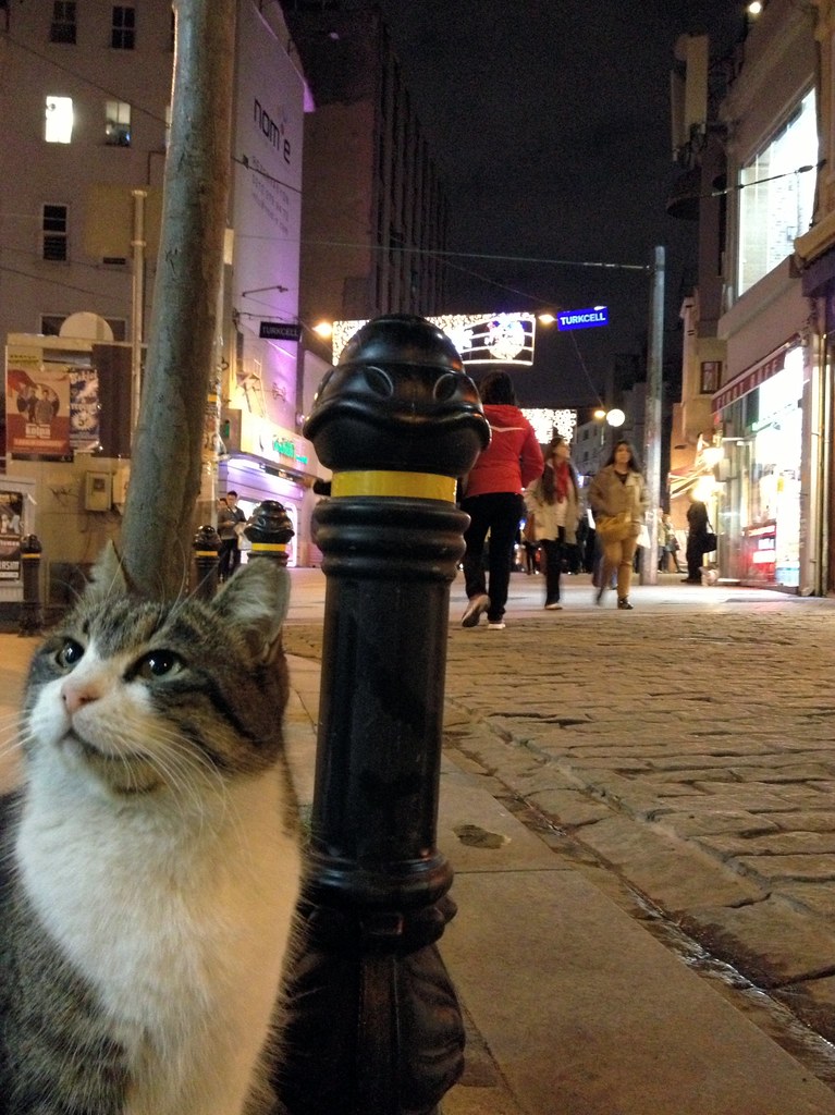 A cat in Galata, Istanbul