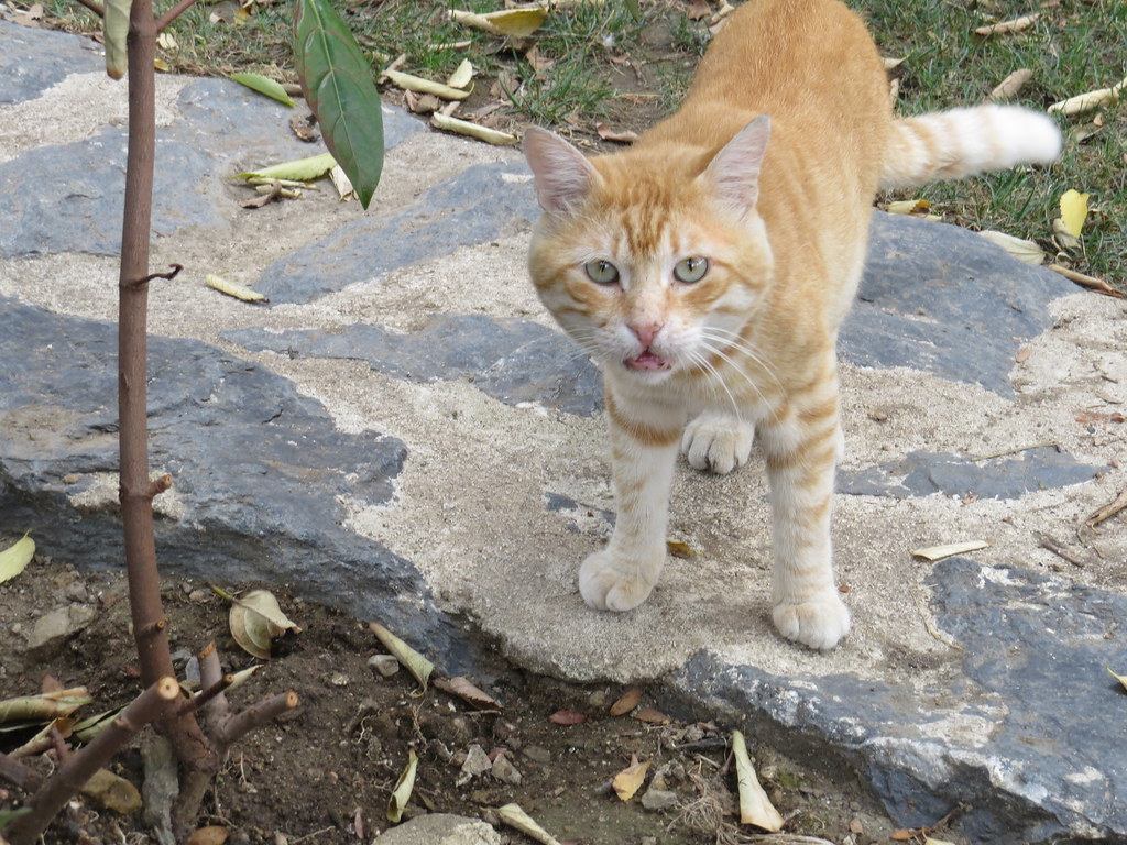 A cat in the cemetery of the Galata Mevlevi Lodge in Istanbul