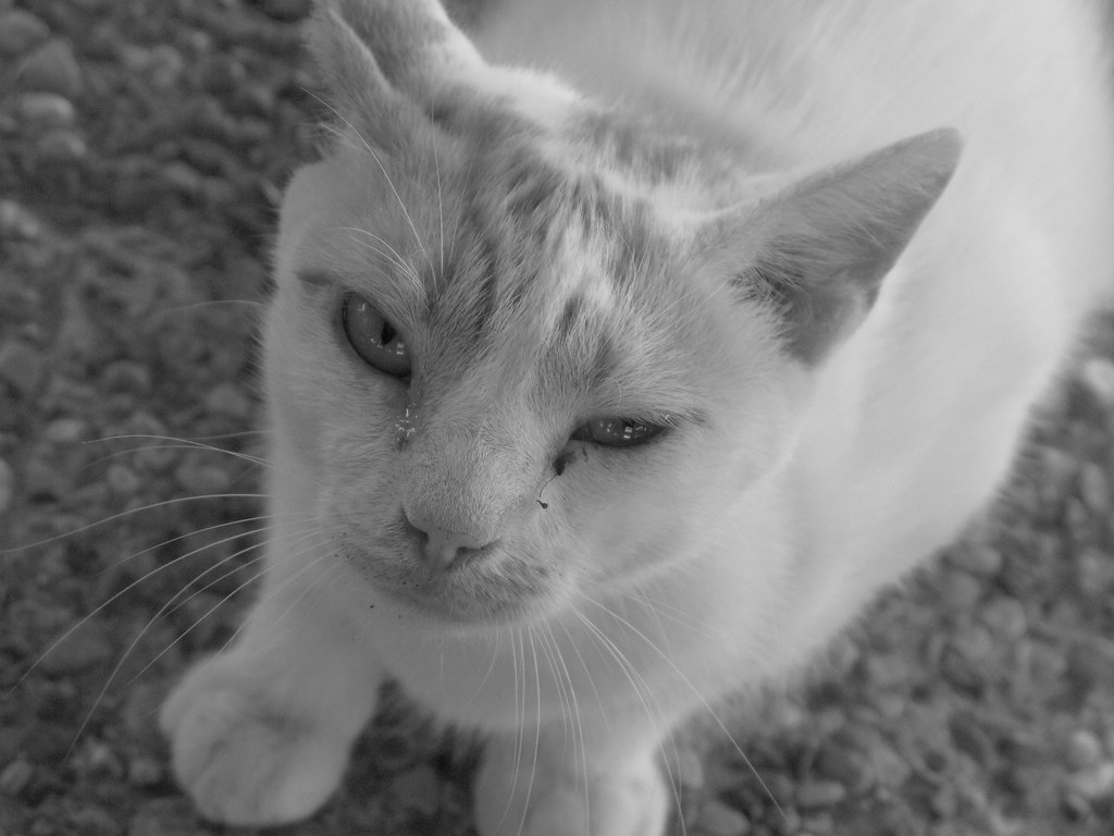 A hungry cat in Istanbul waiting at a fish stall
