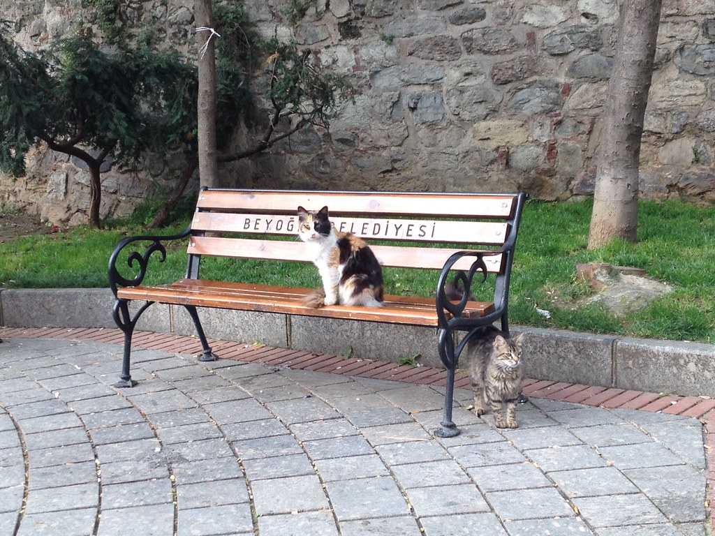 Cats roaming the lanes near the Galata Tower in Istanbul
