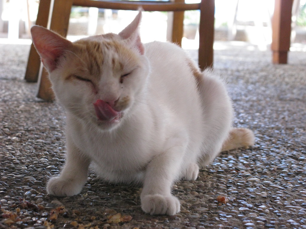 A cat eating fish in Karaköy, Istanbul