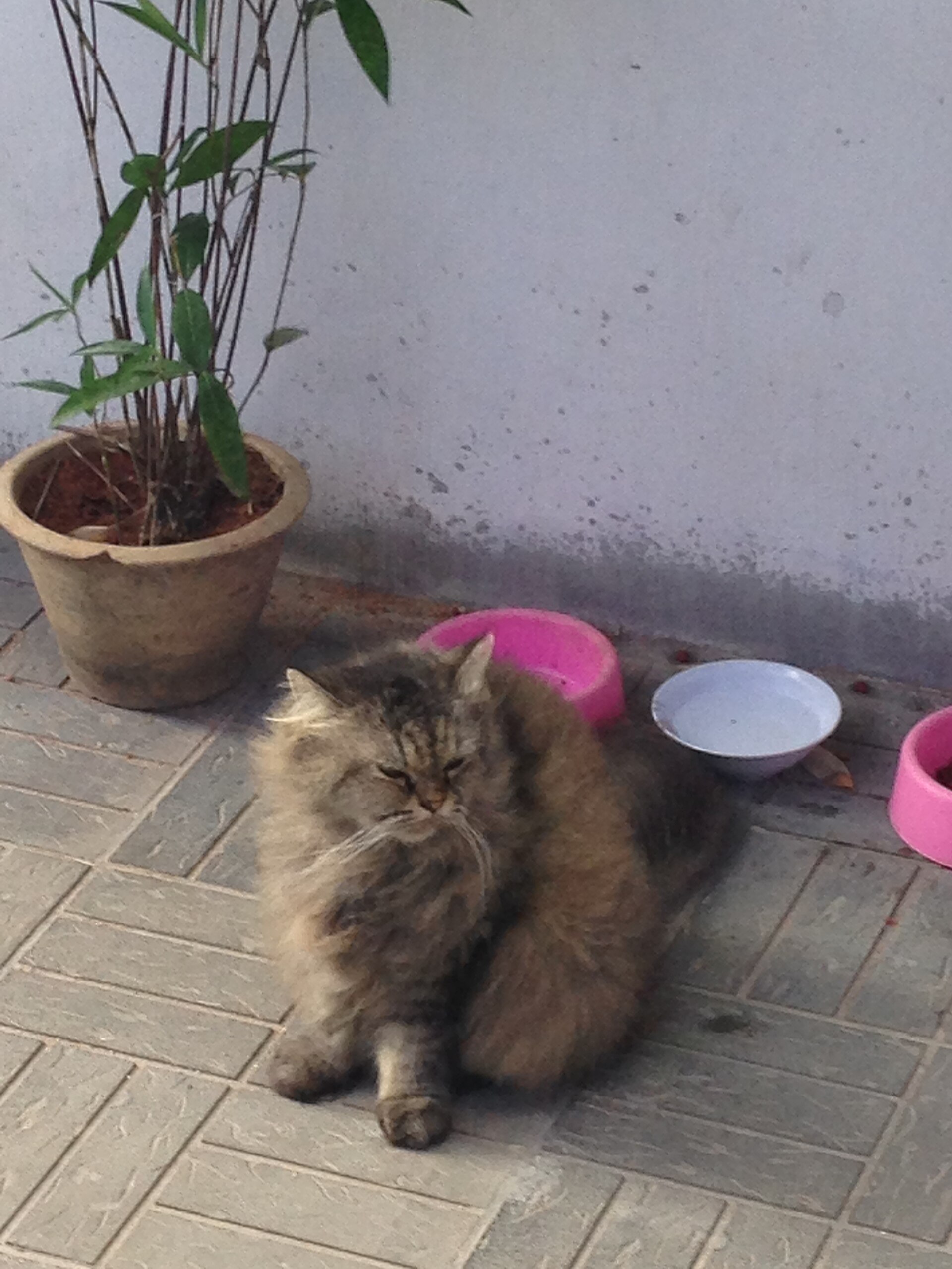 The cat of the Blue Mansion in George Town