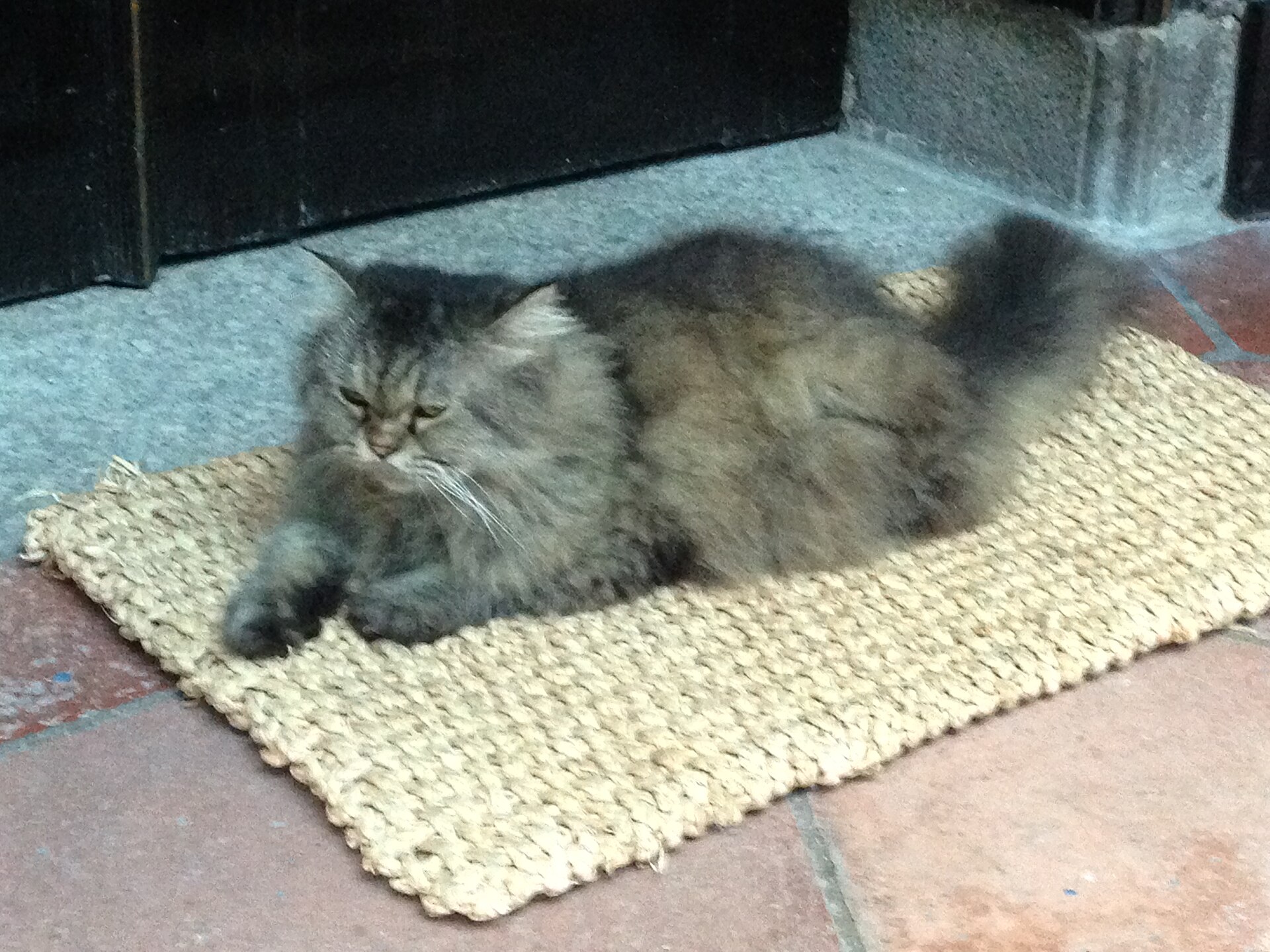 The cat at the Cheong Fatt Tze Mansion