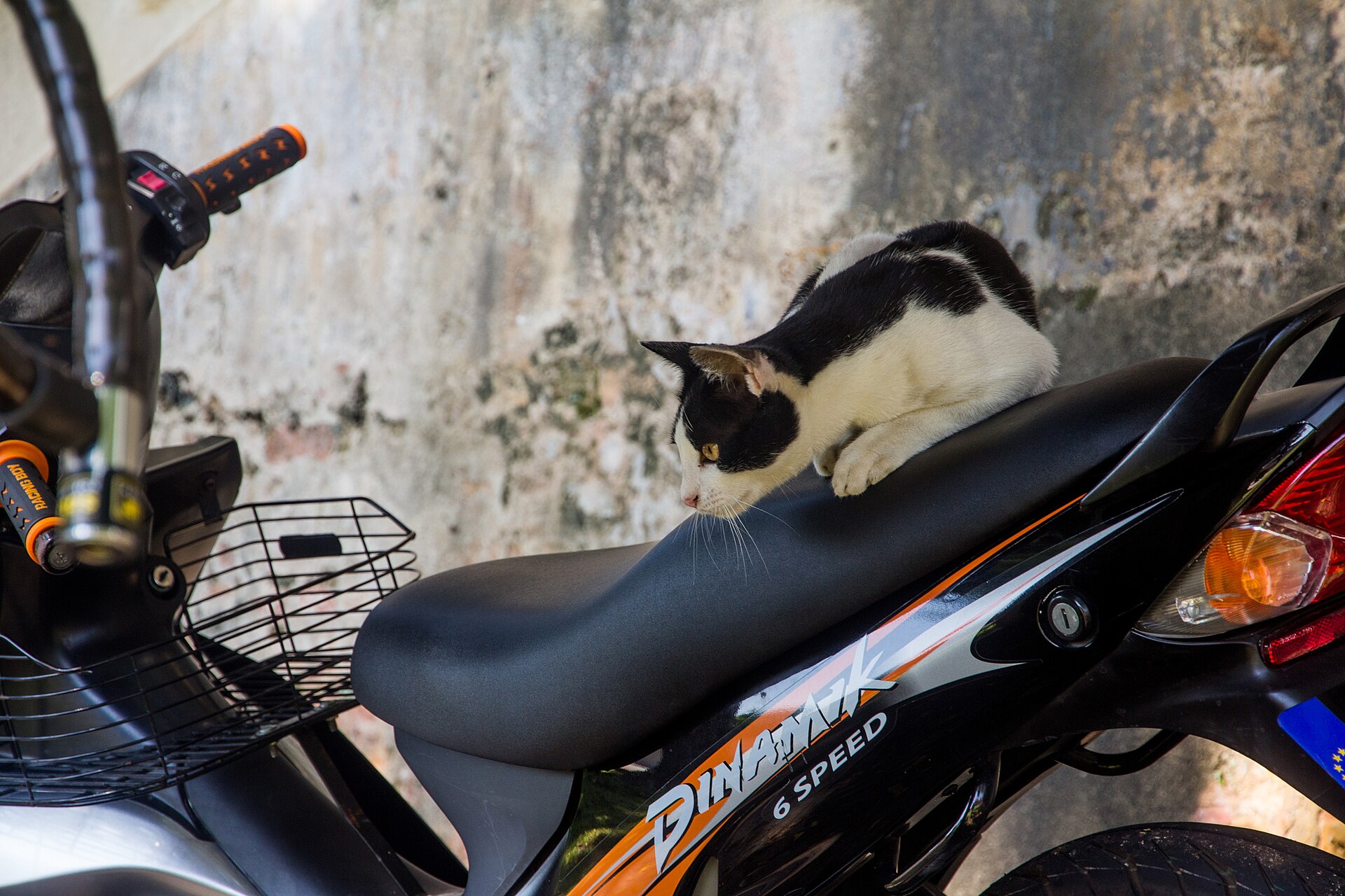 A cat in George Town, Penang
