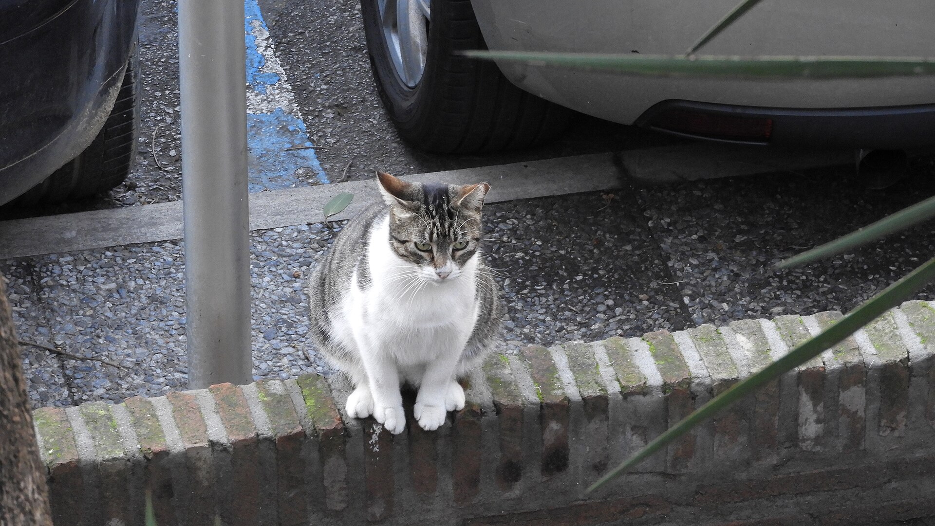 A tabby and white cat on a wall in Gibraltar