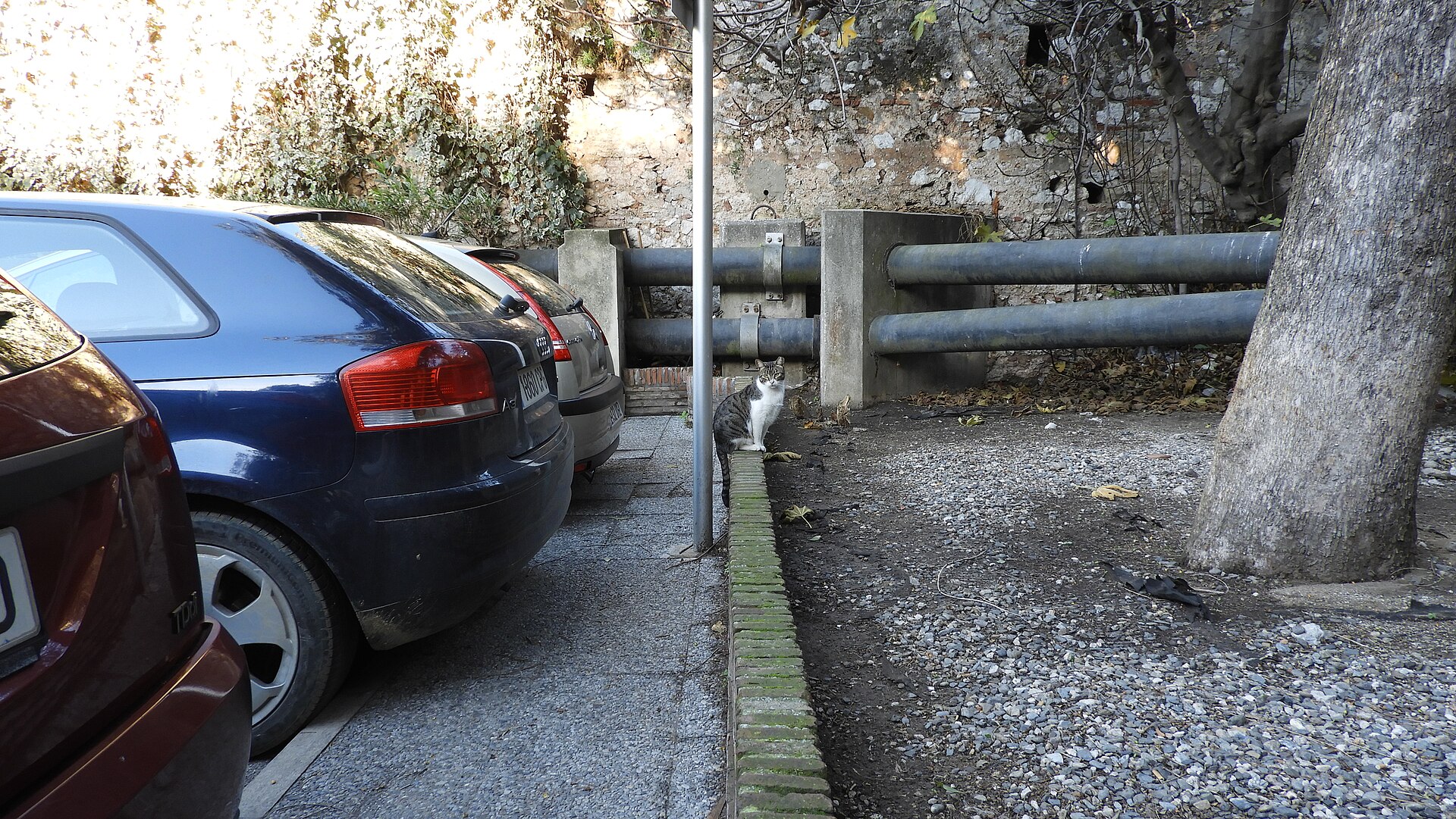 A Gibraltar street cat