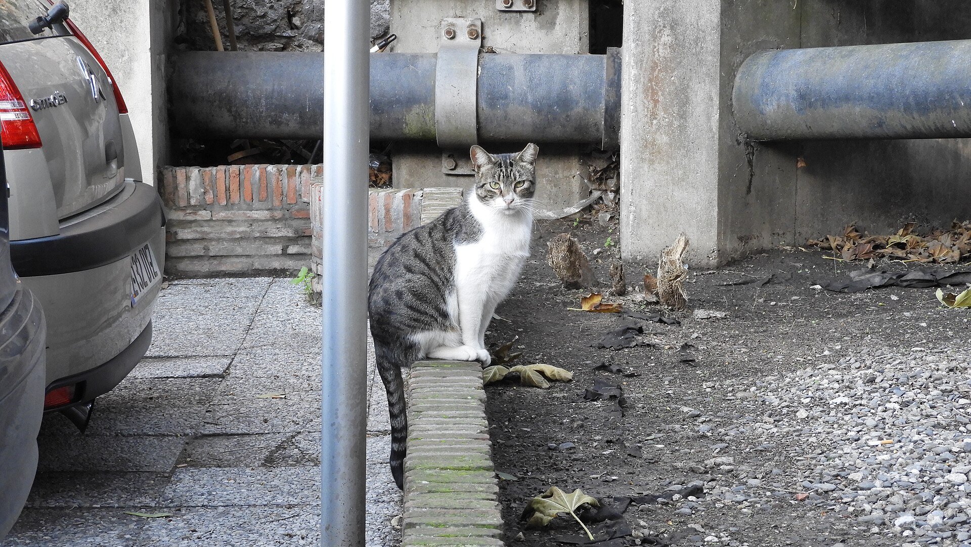 A cat in Gibraltar
