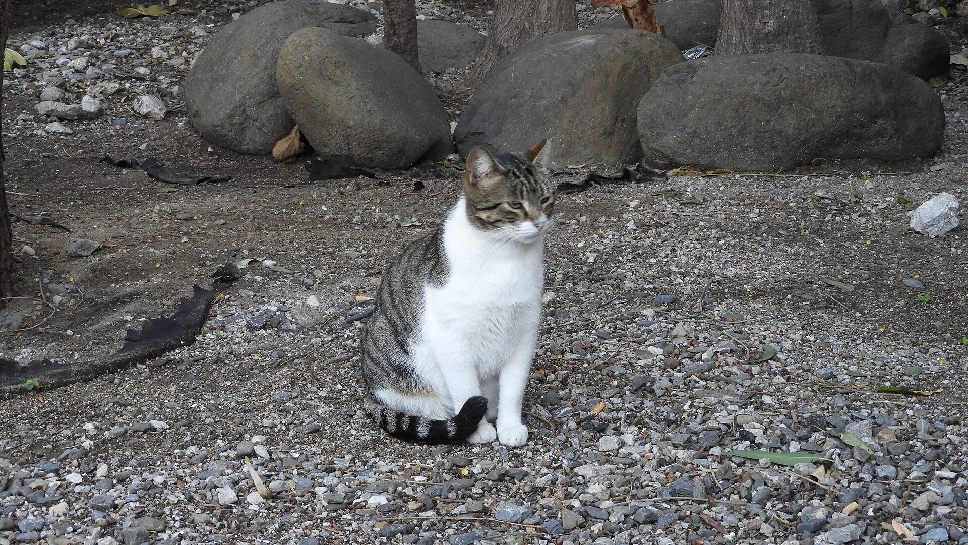 A street cat on the Rock of Gibraltar