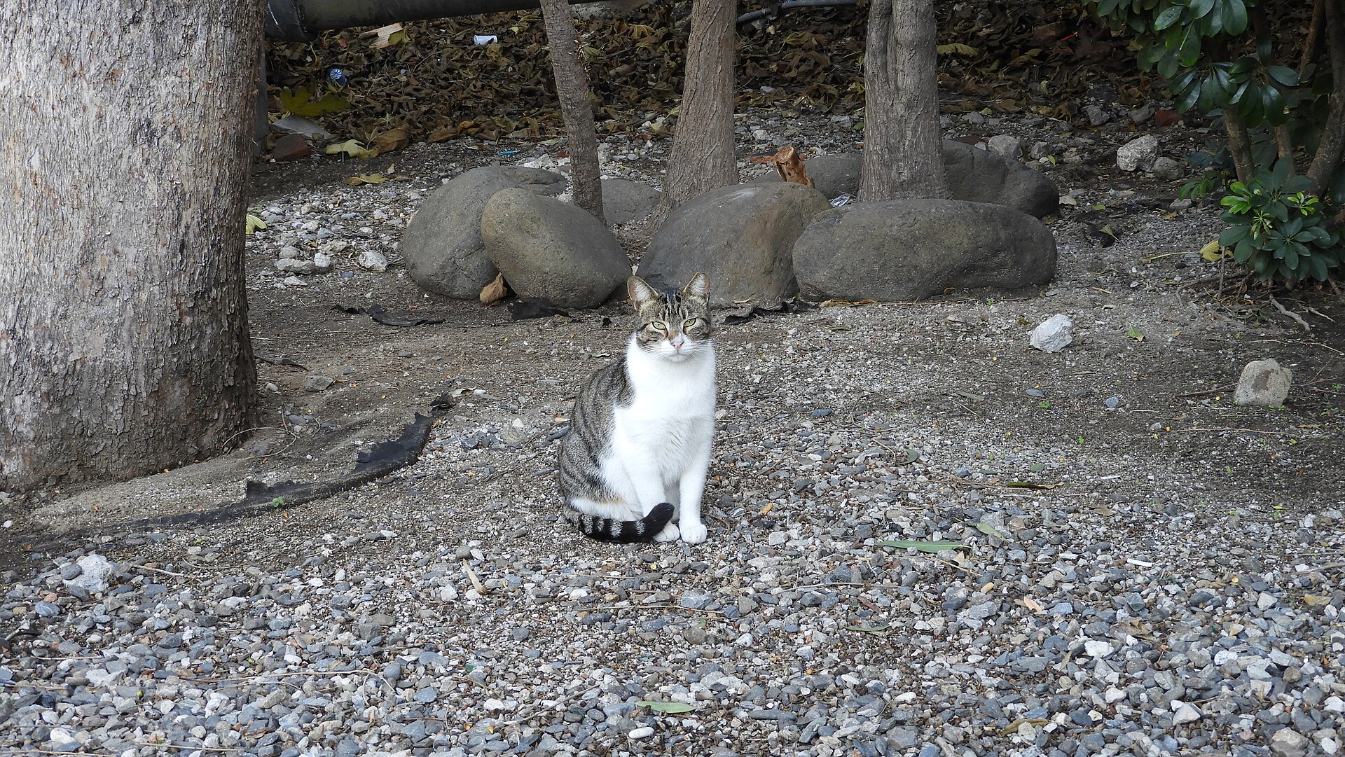 A cat in the lanes of Gibraltar